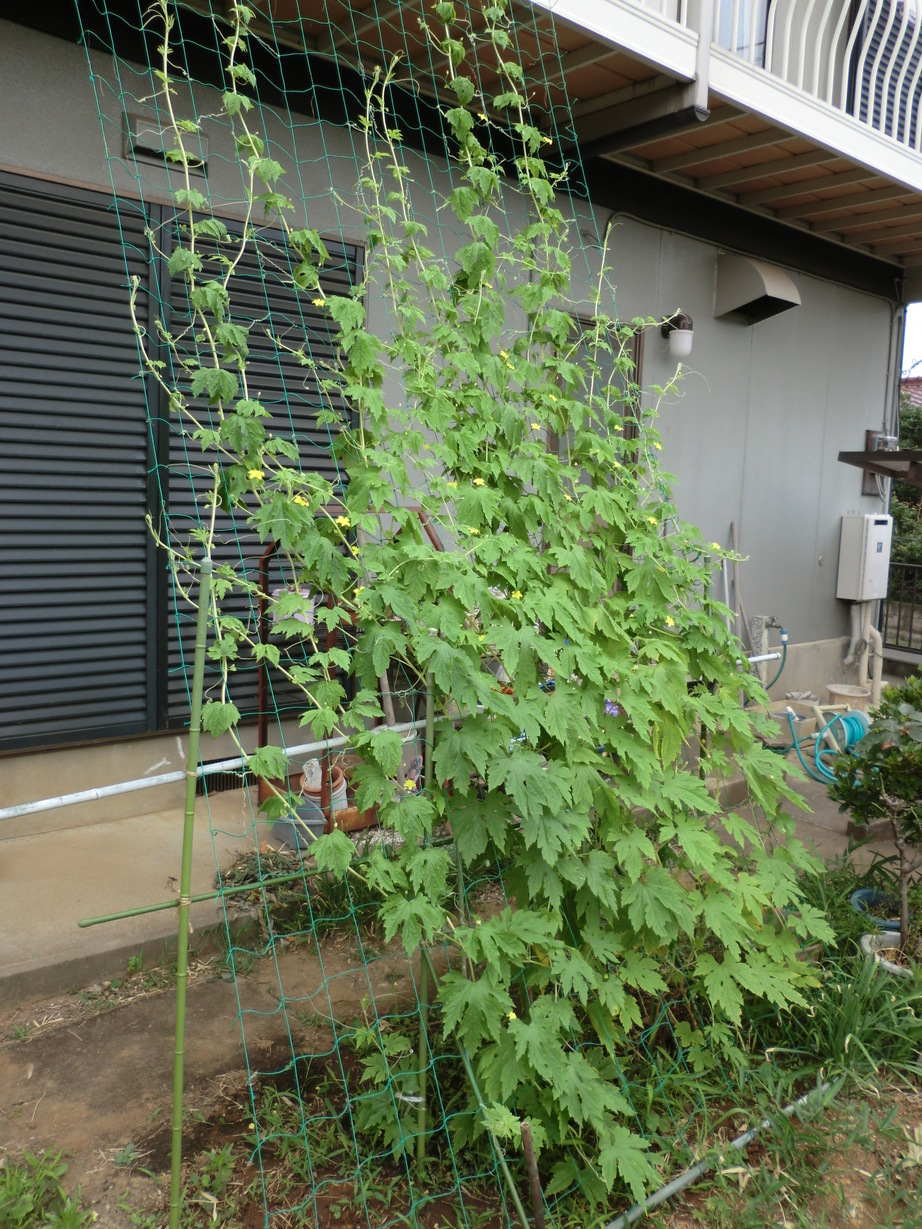 ��]�̕���