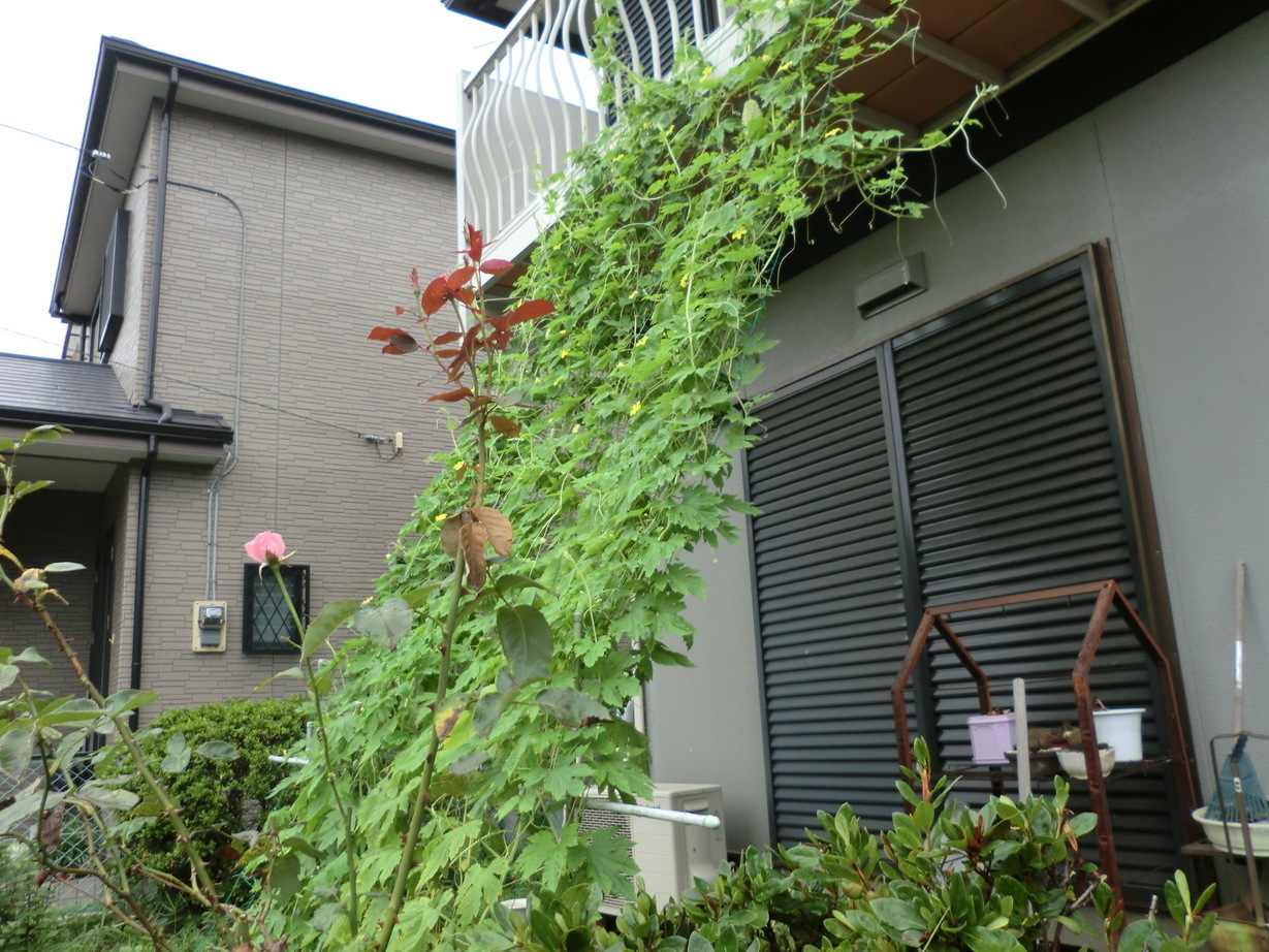 ��]�̕���