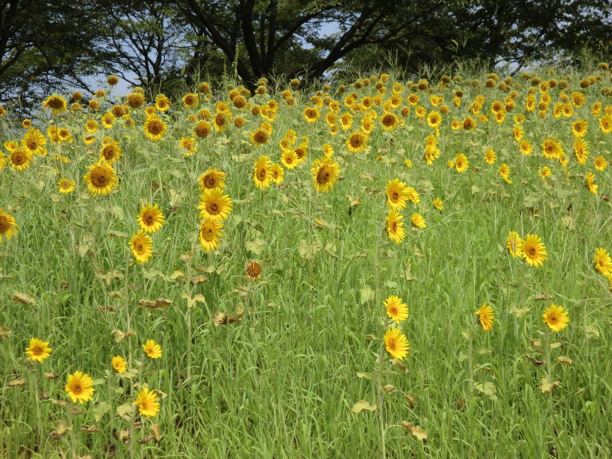 ��]�̕���