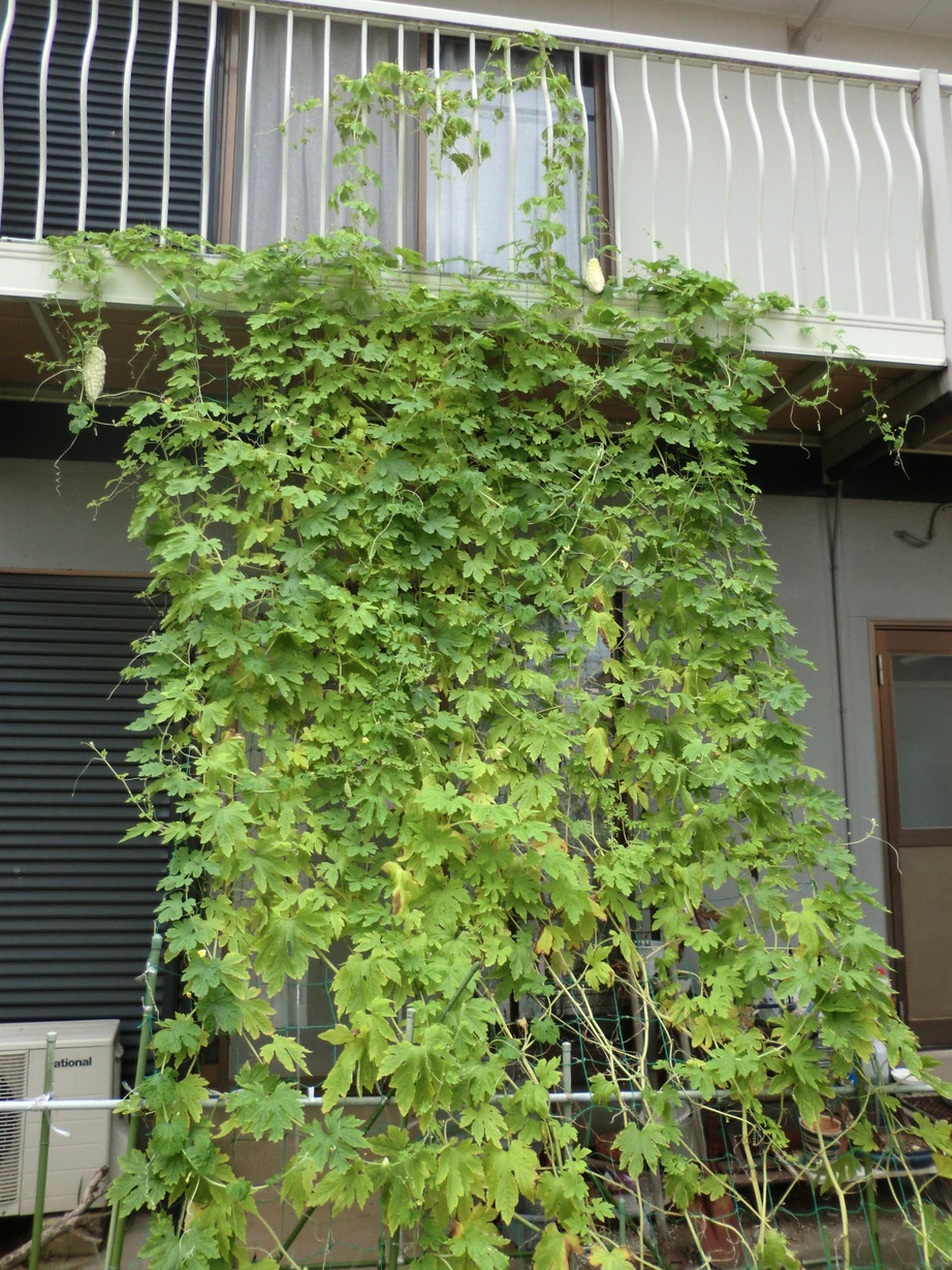 ��]�̕���