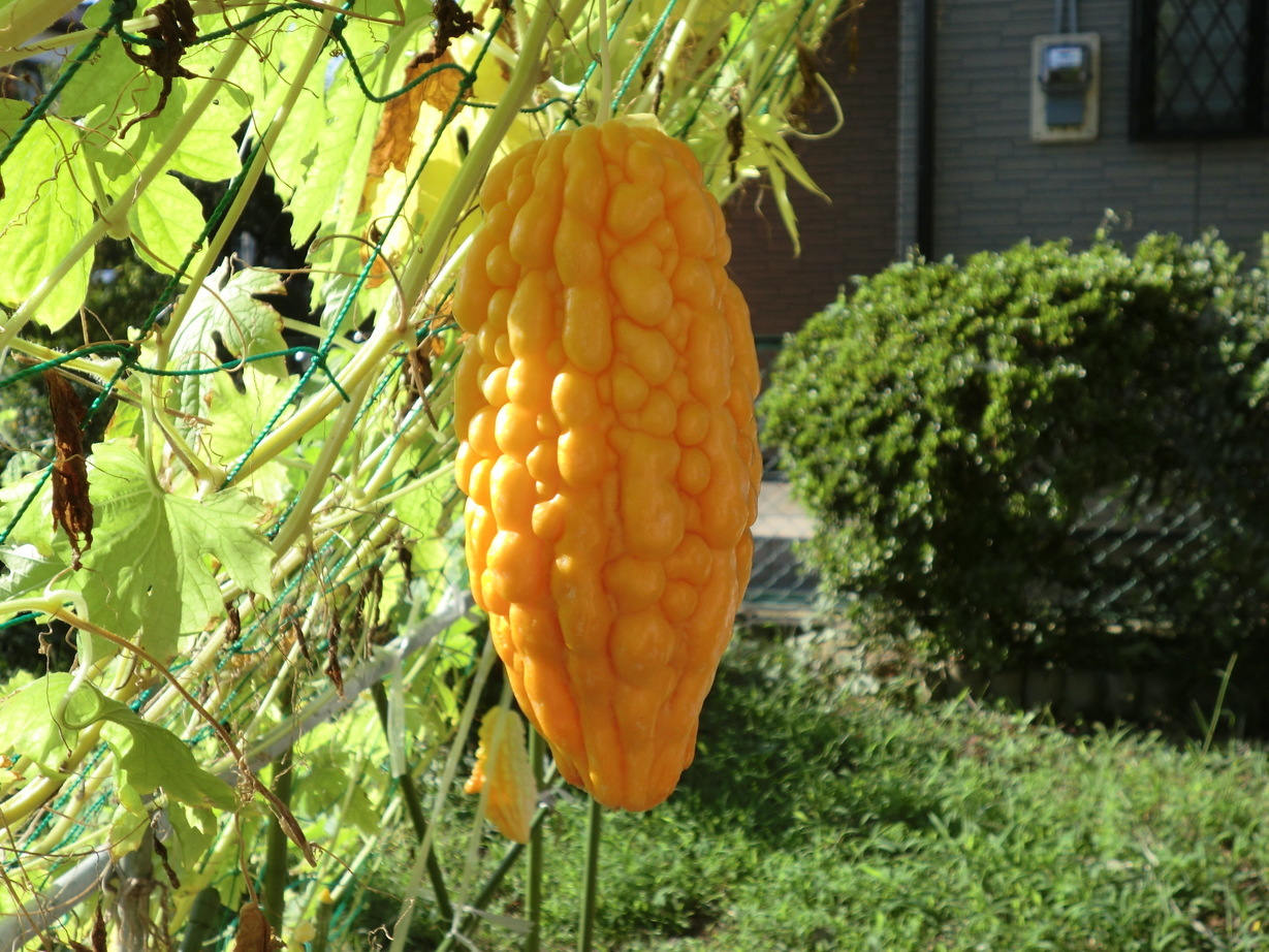 ��]�̕���