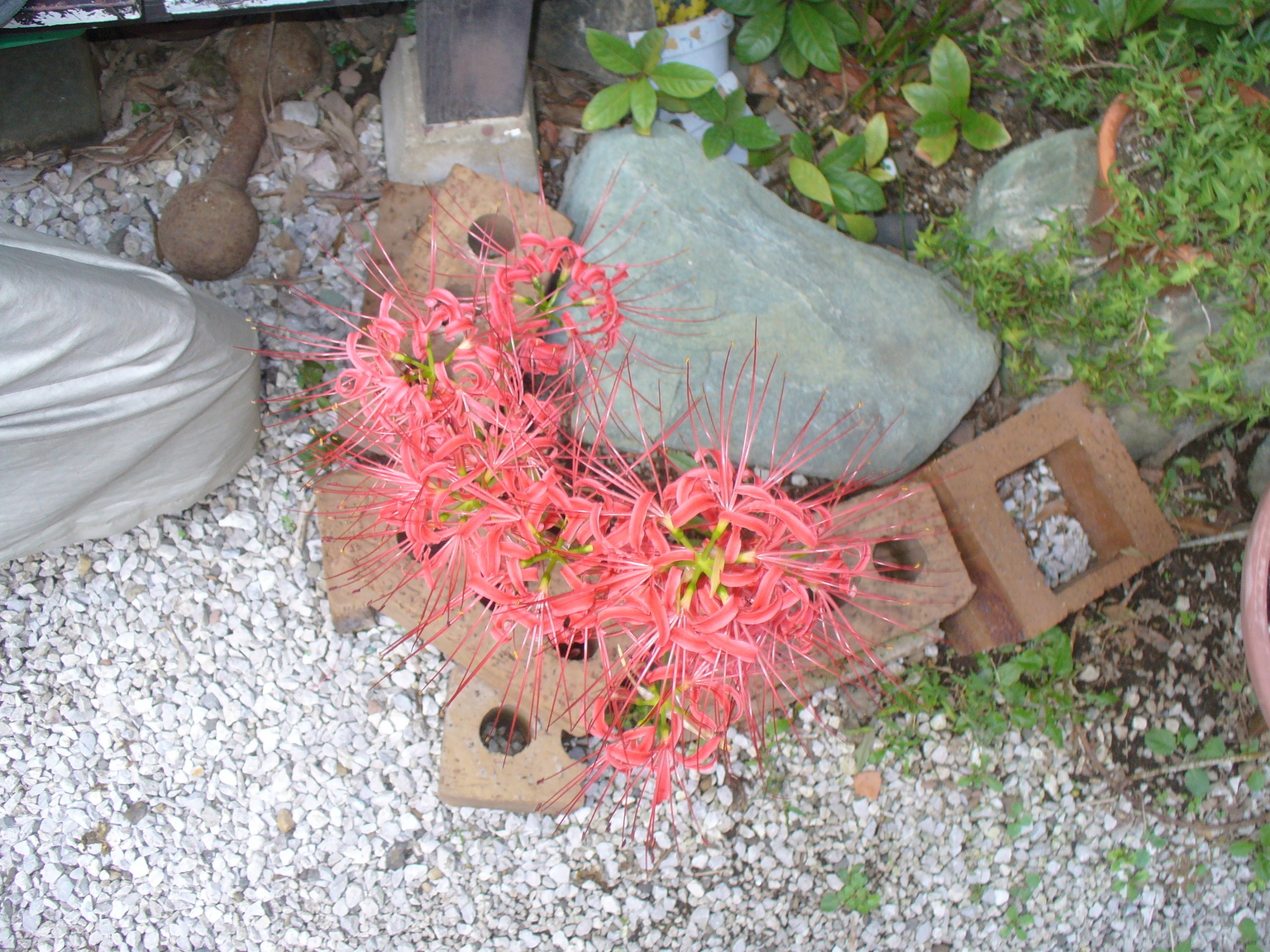 �s�A�j�X�g�@�������V�̂�����