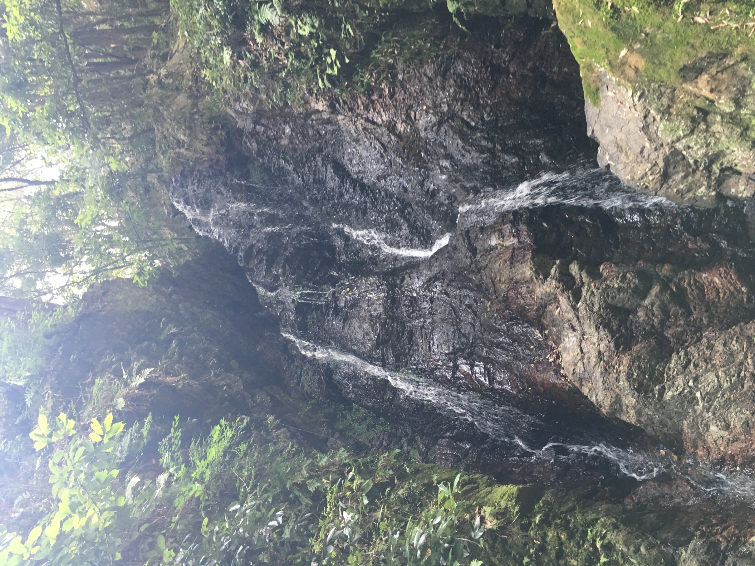 �s�A�j�X�g�@�������V�̂�����