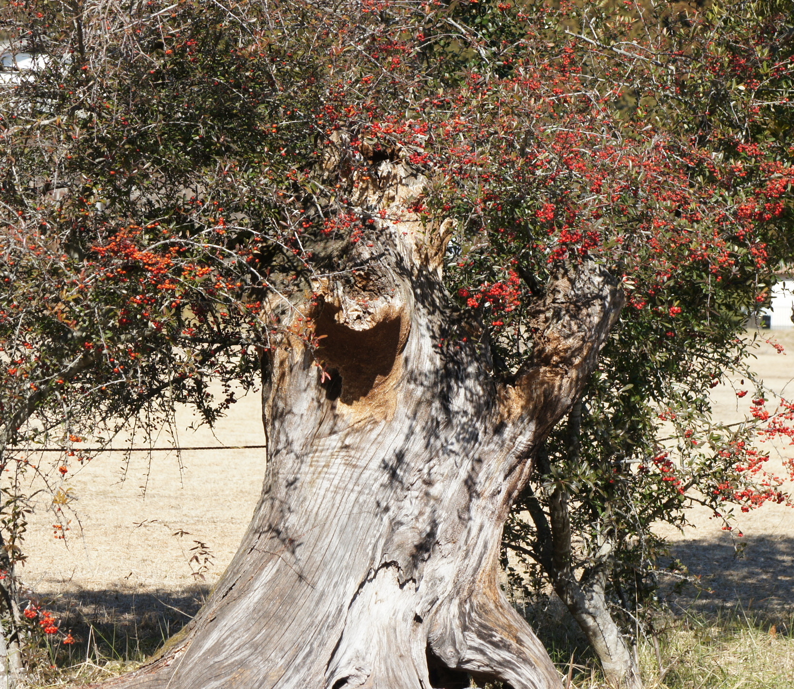 ������m�́u�G�L���v