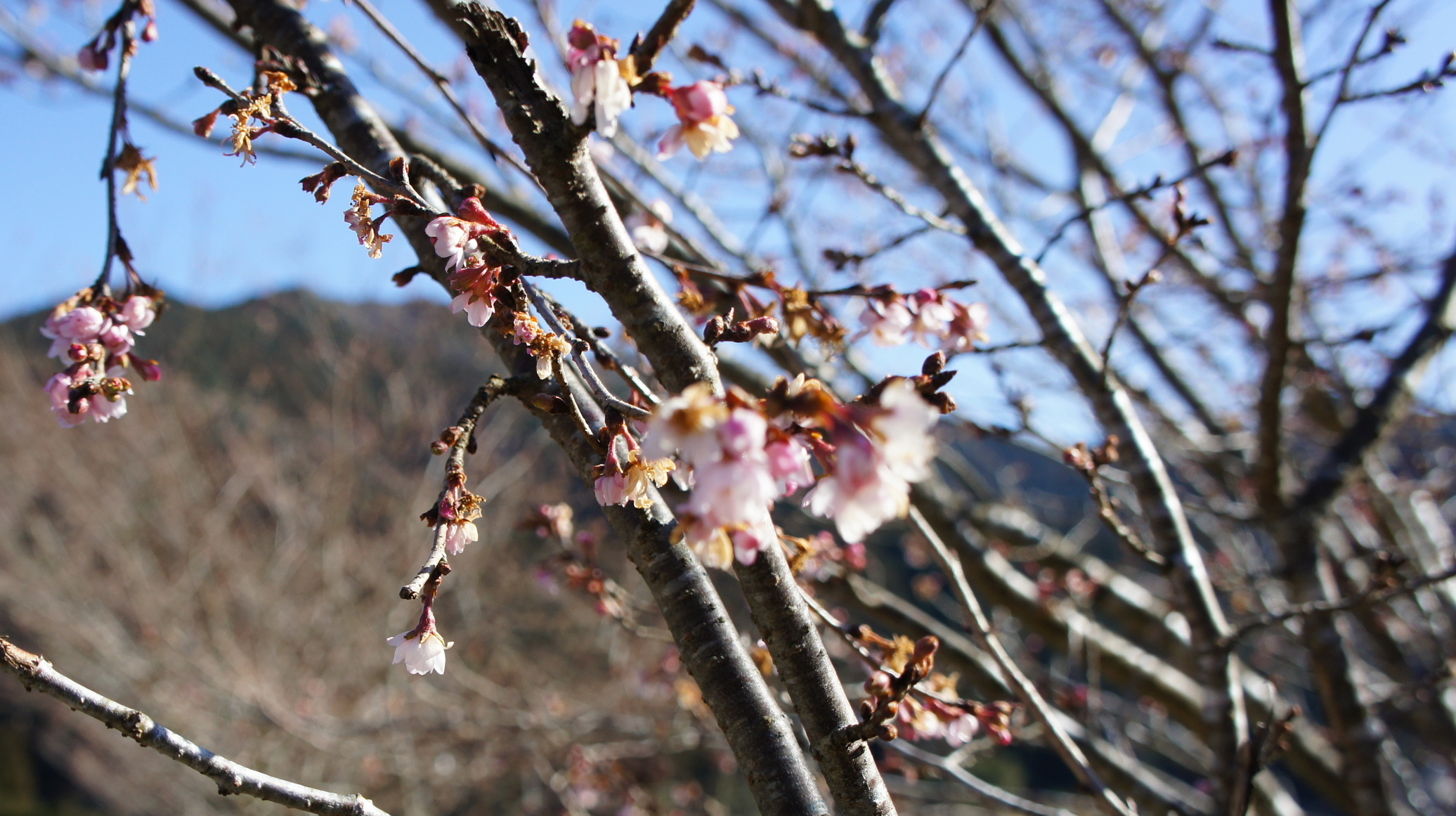 ������m�́u�G�L���v