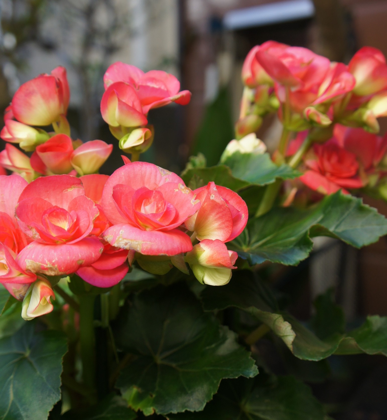 ������m�́u�G�L���v