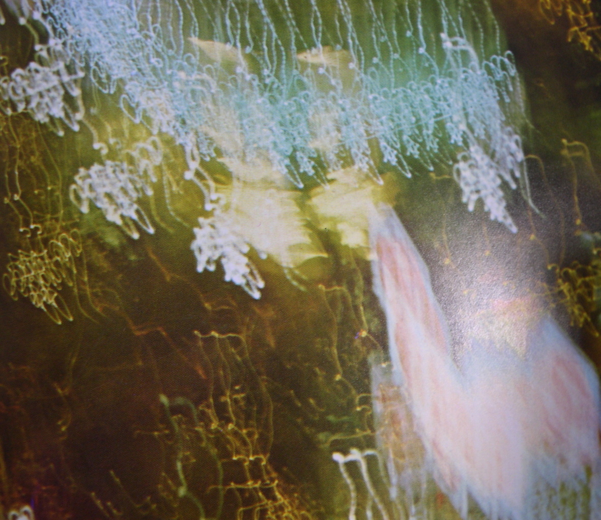 ������m�́u�G�L���v