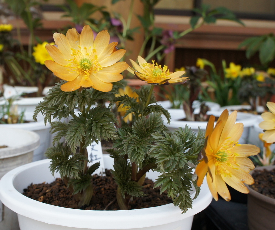 ������m�́u�G�L���v