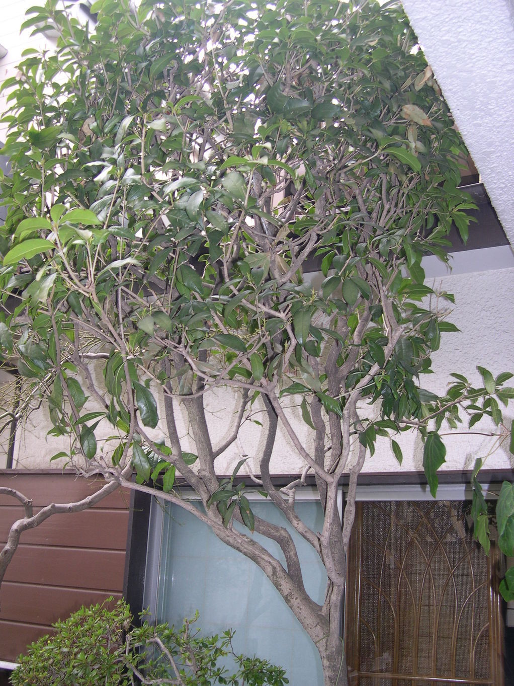 ������m�́u�G�L���v