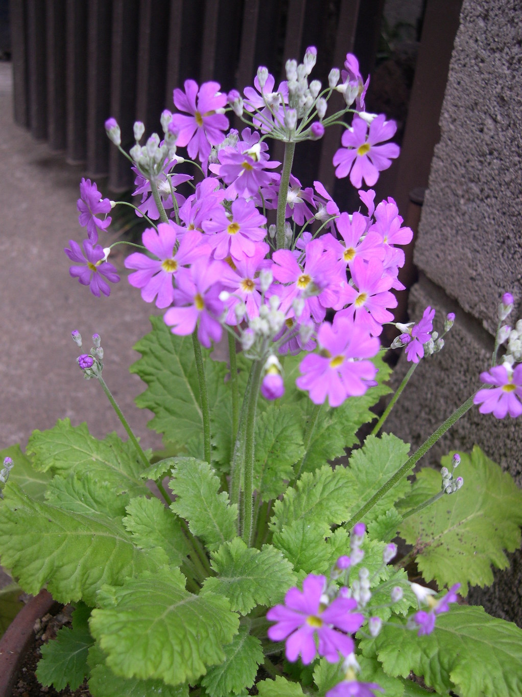 ������m�́u�G�L���v