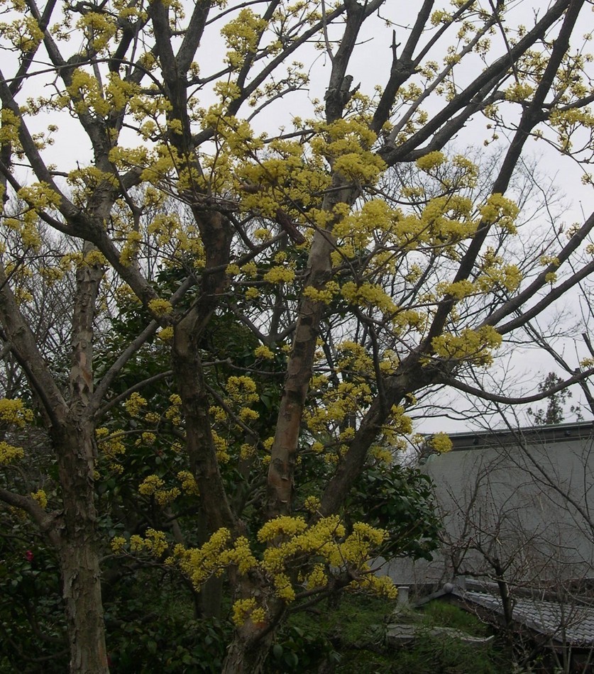 ������m�́u�G�L���v