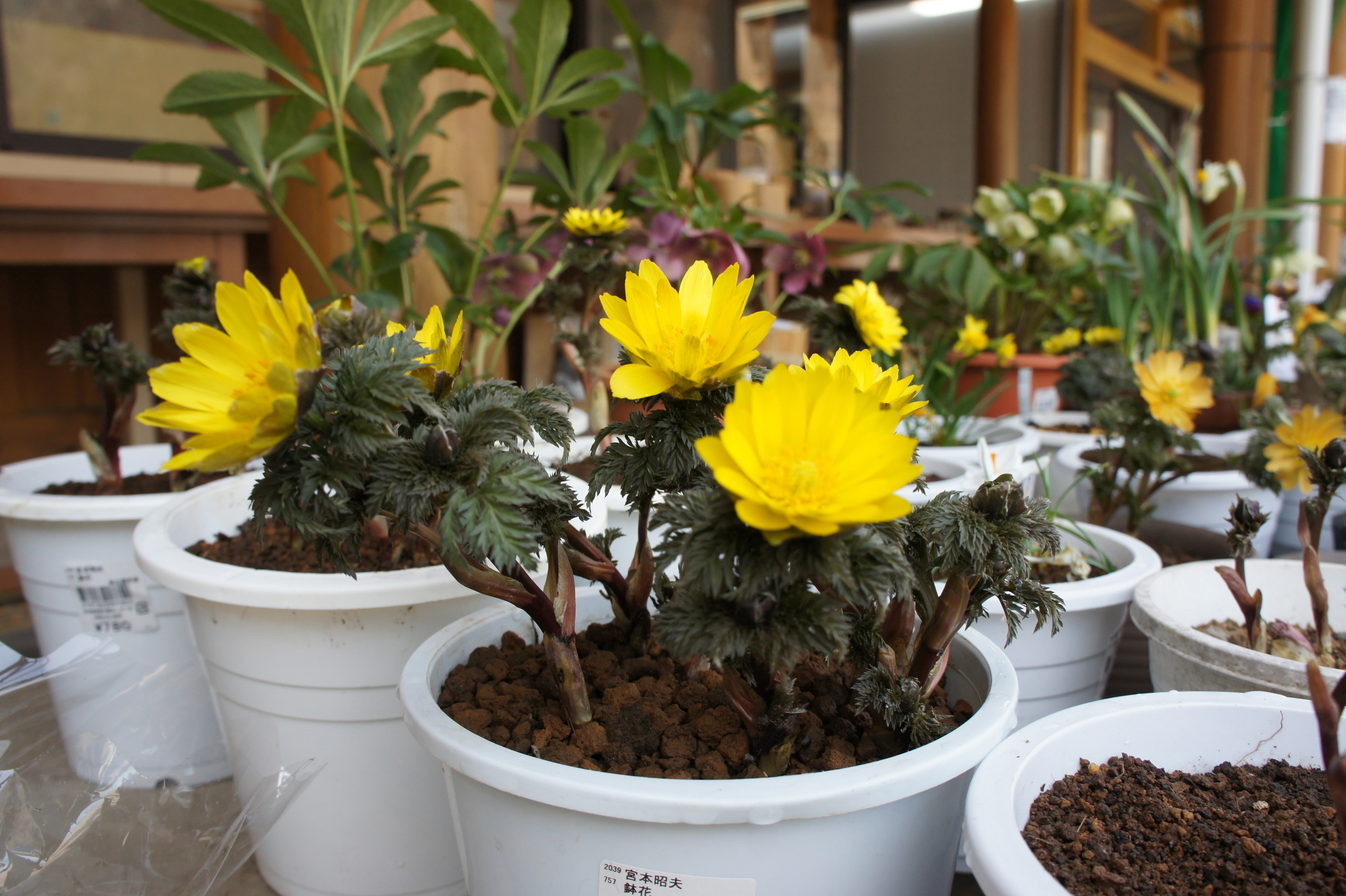 ������m�́u�G�L���v