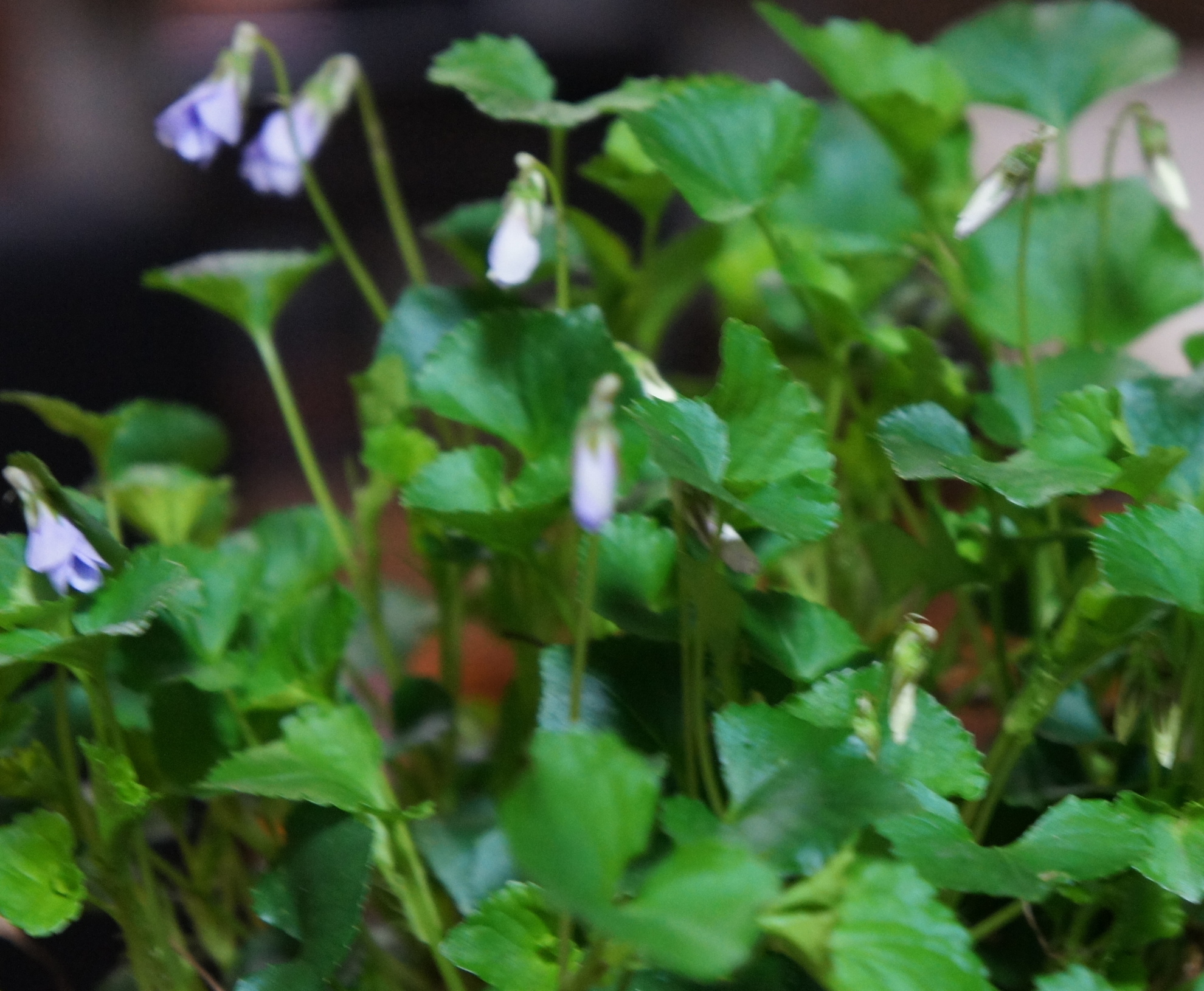 ������m�́u�G�L���v