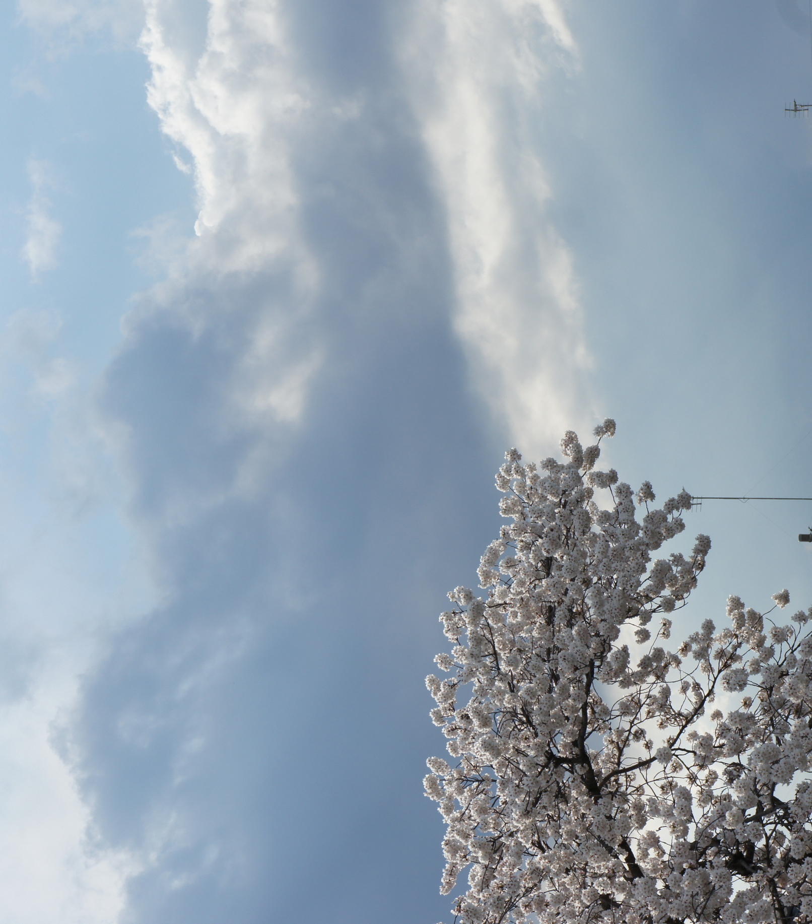 ������m�́u�G�L���v