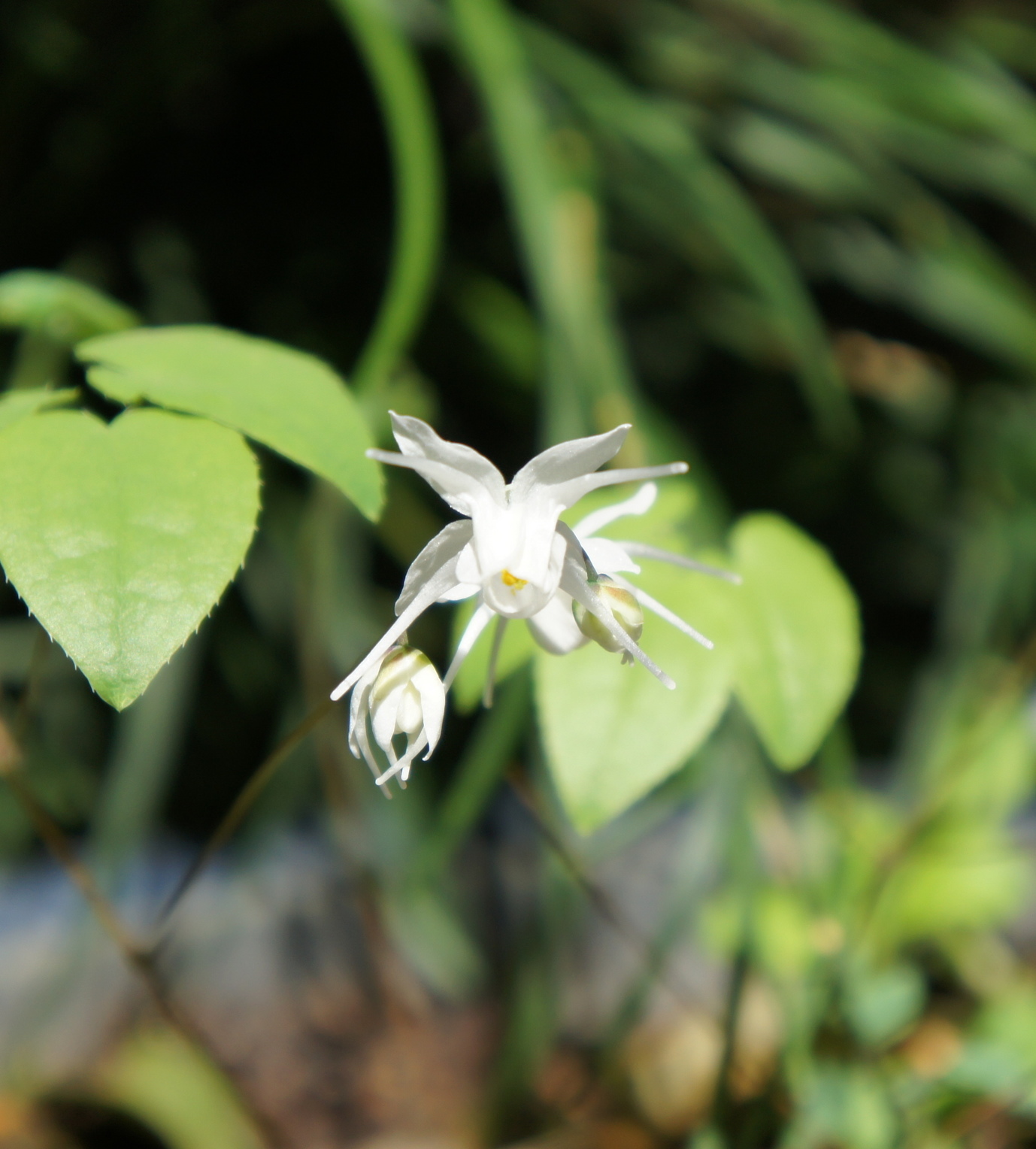 ������m�́u�G�L���v