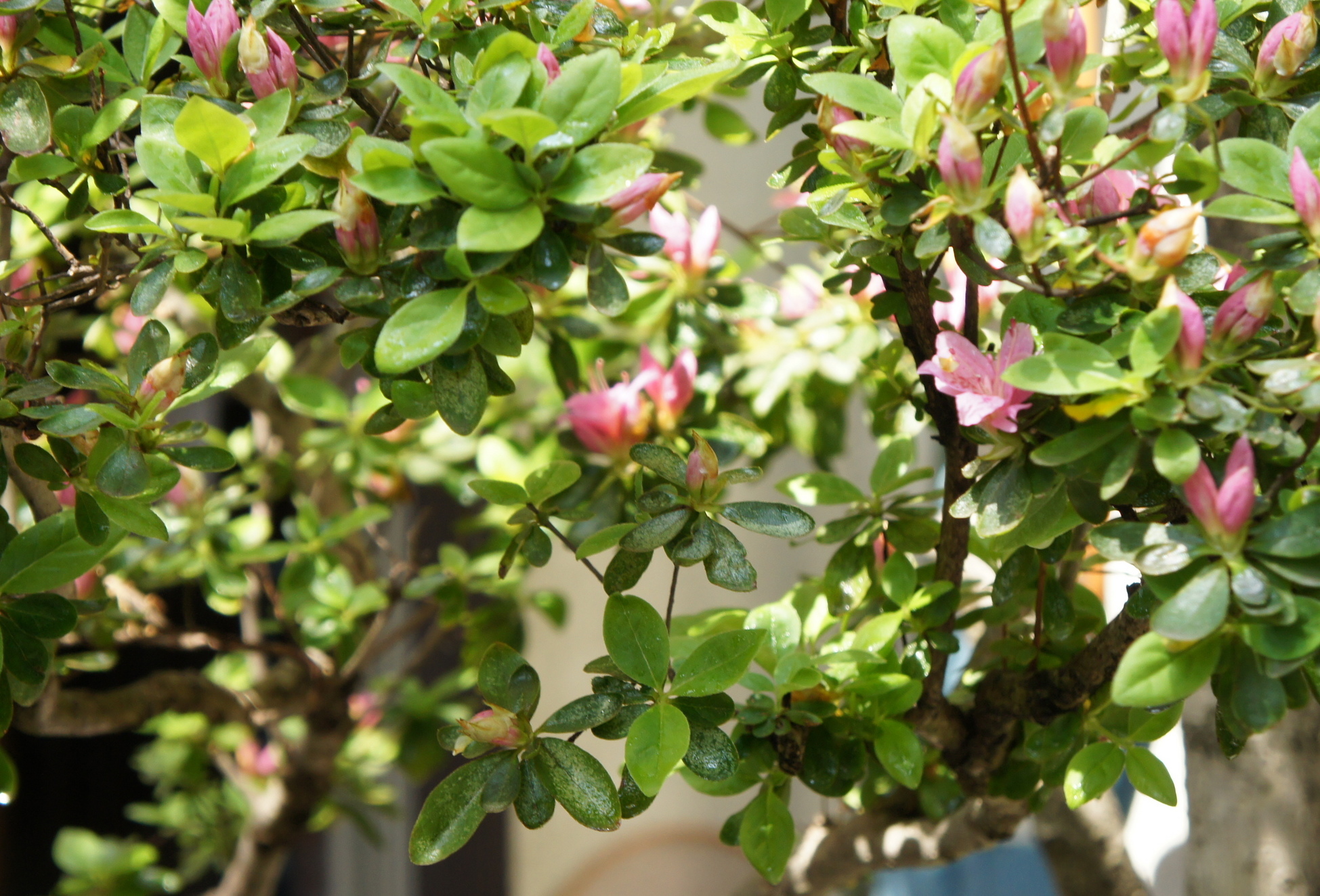 ������m�́u�G�L���v