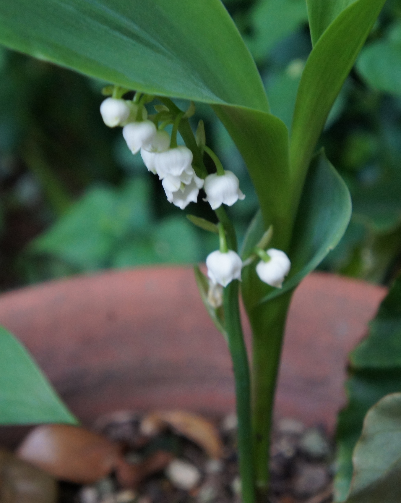 ������m�́u�G�L���v