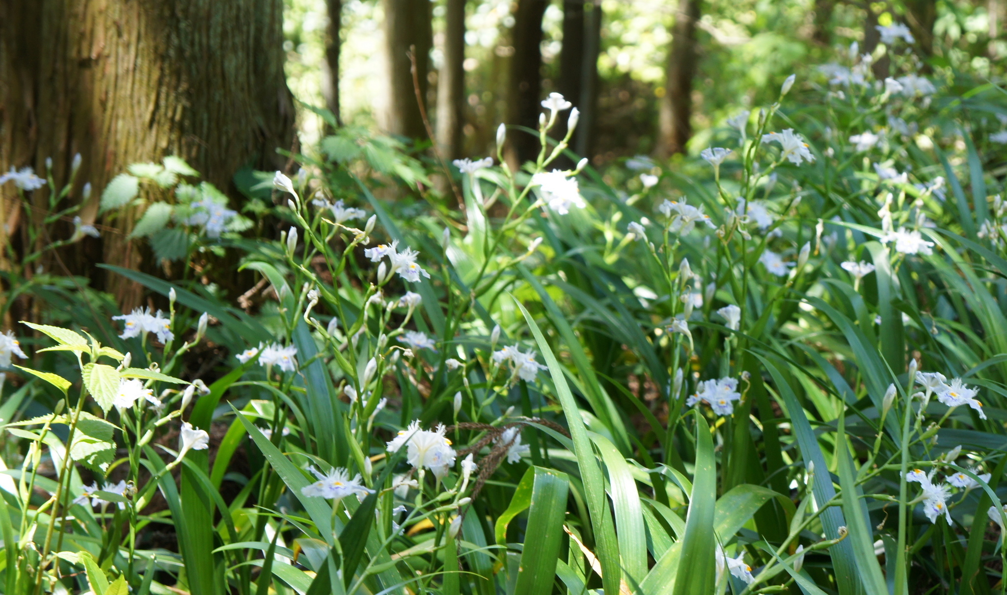 ������m�́u�G�L���v