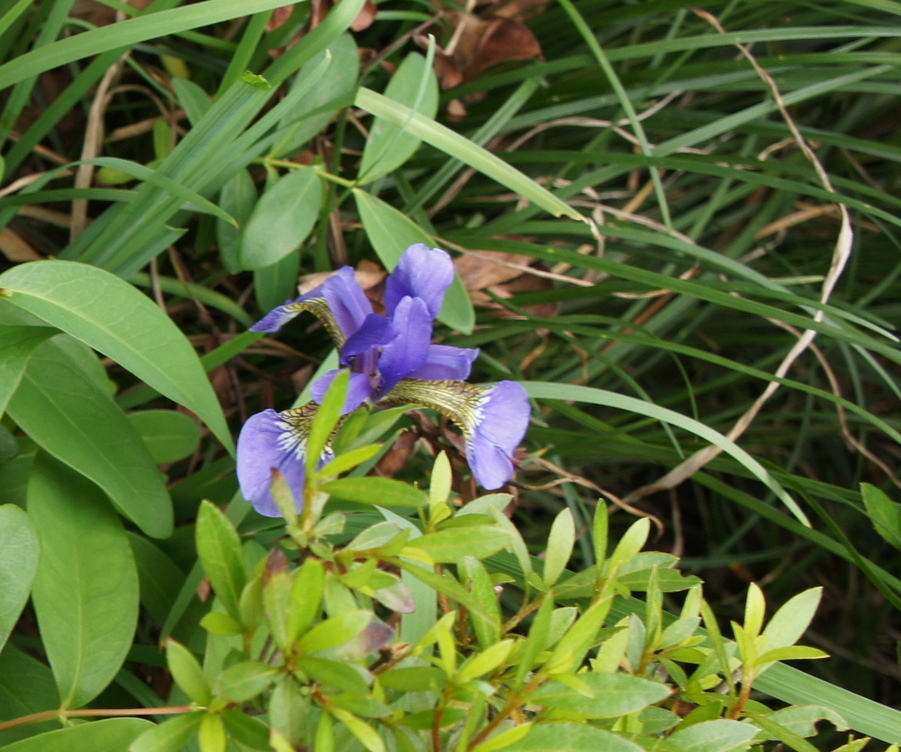 ������m�́u�G�L���v