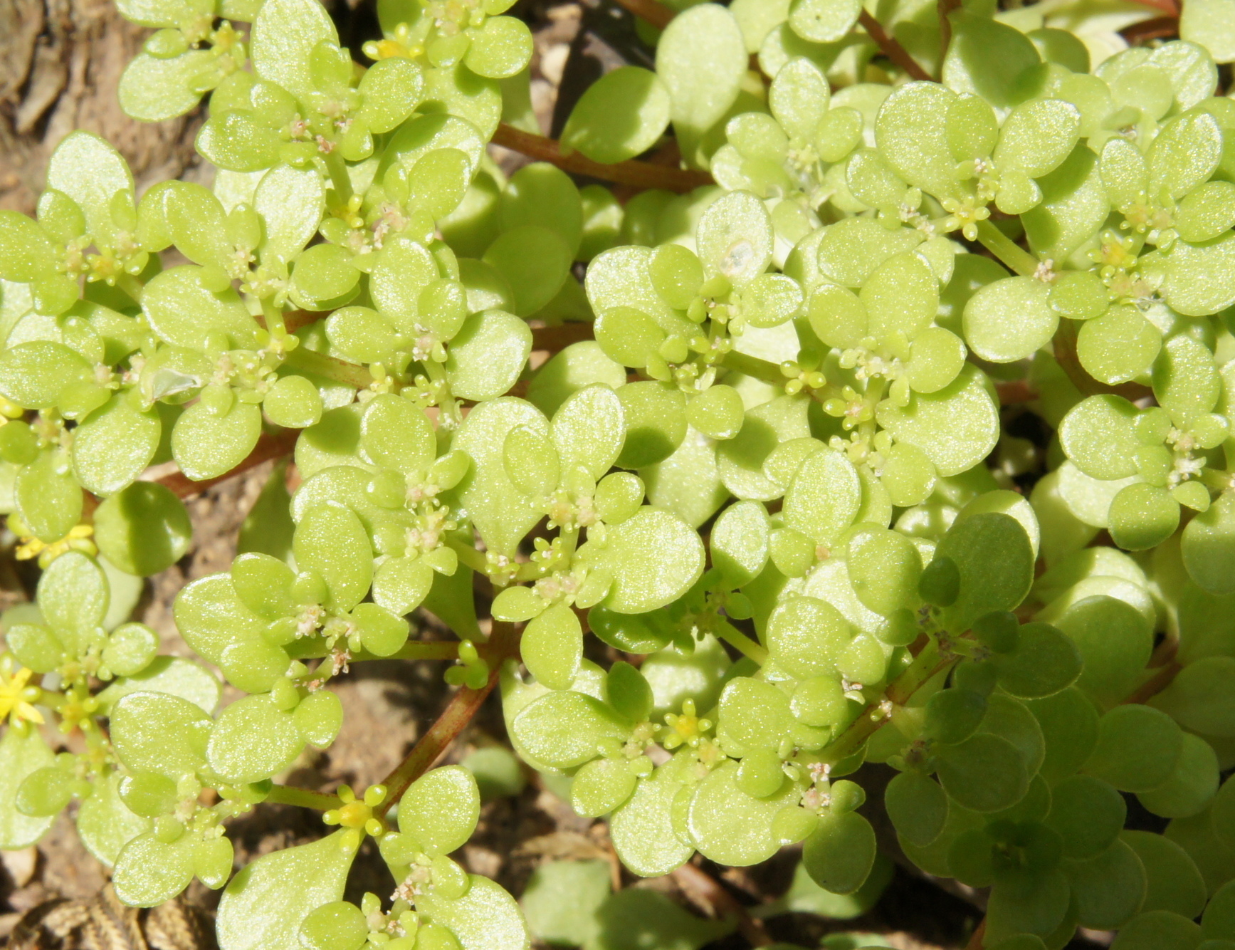 ������m�́u�G�L���v