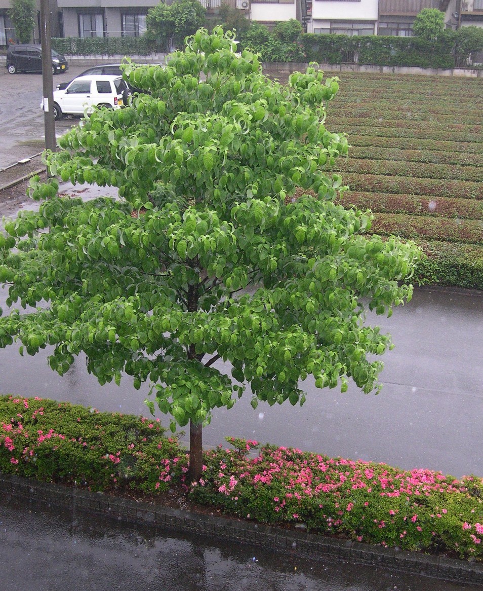 ������m�́u�G�L���v