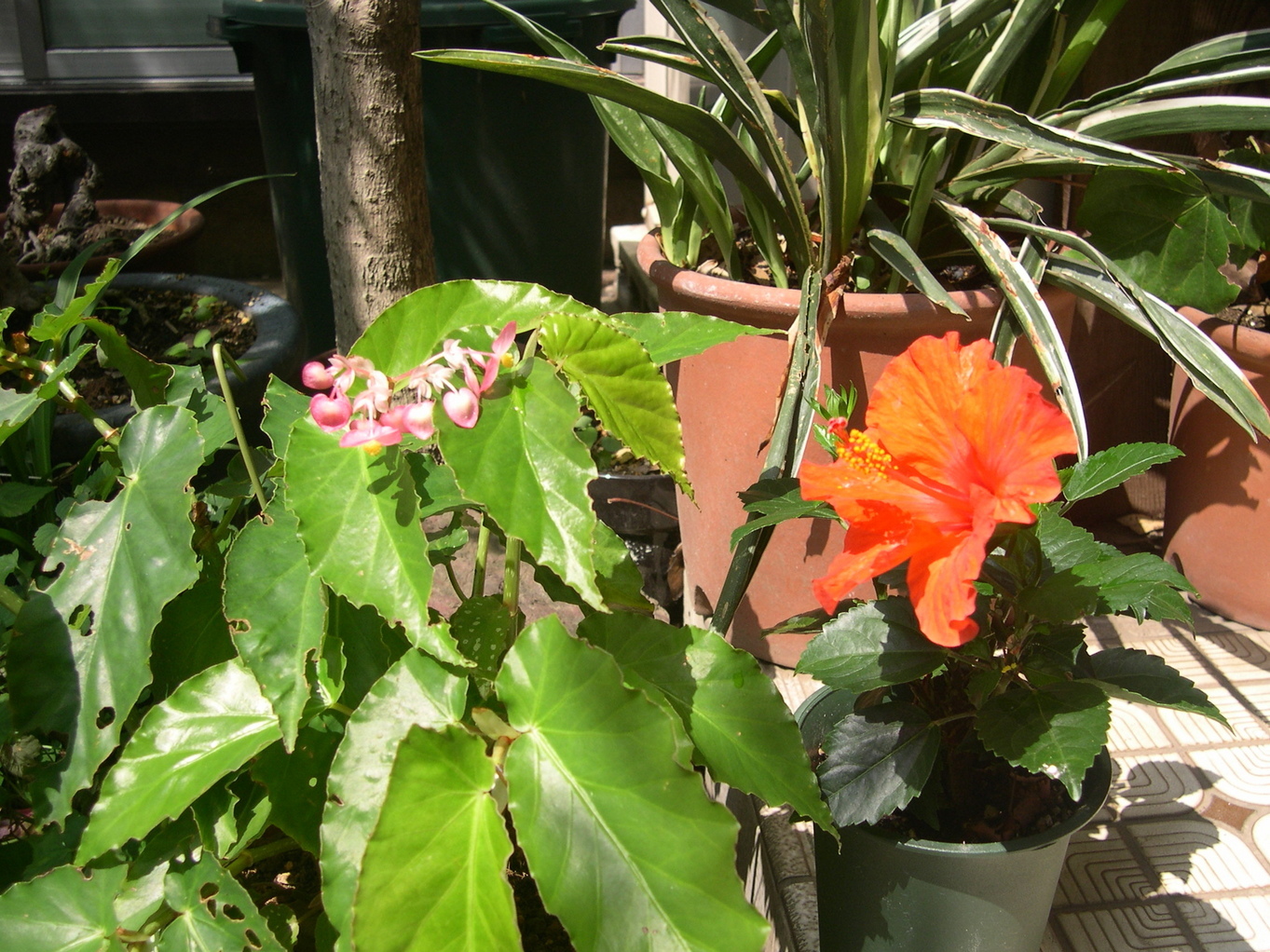 ������m�́u�G�L���v