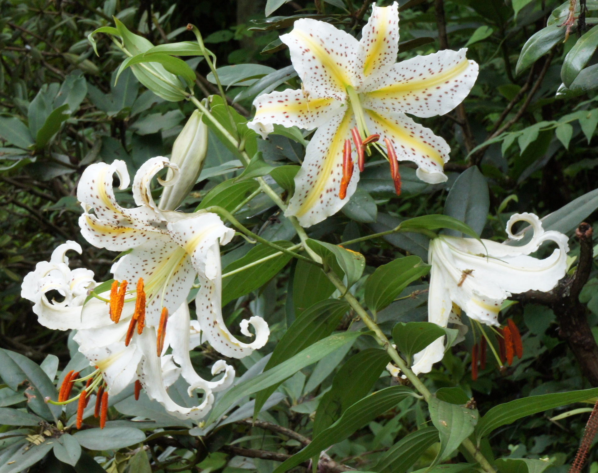 ������m�́u�G�L���v