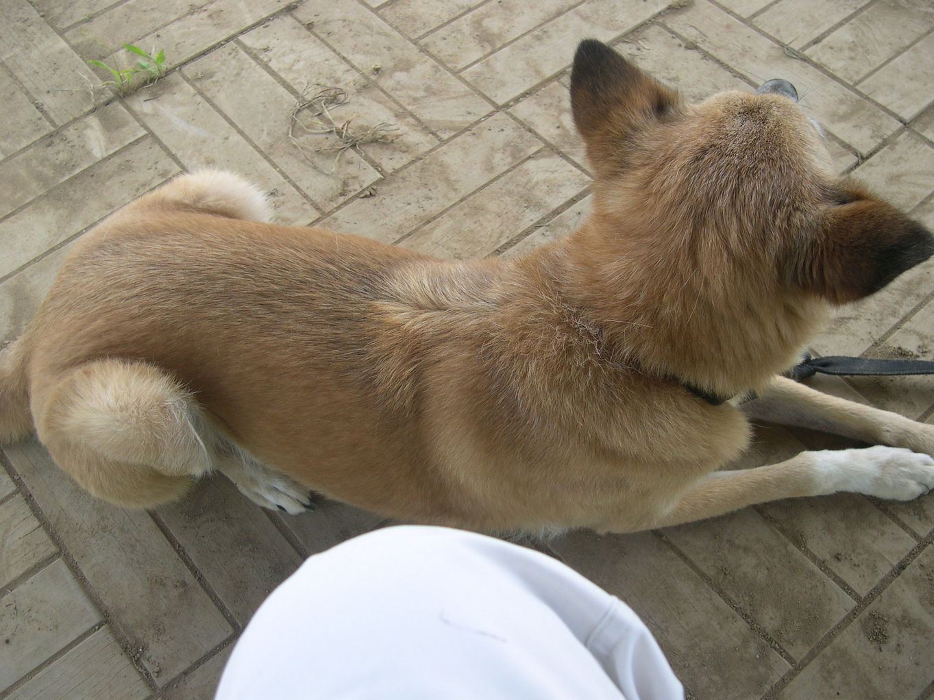 ������m�́u�G�L���v