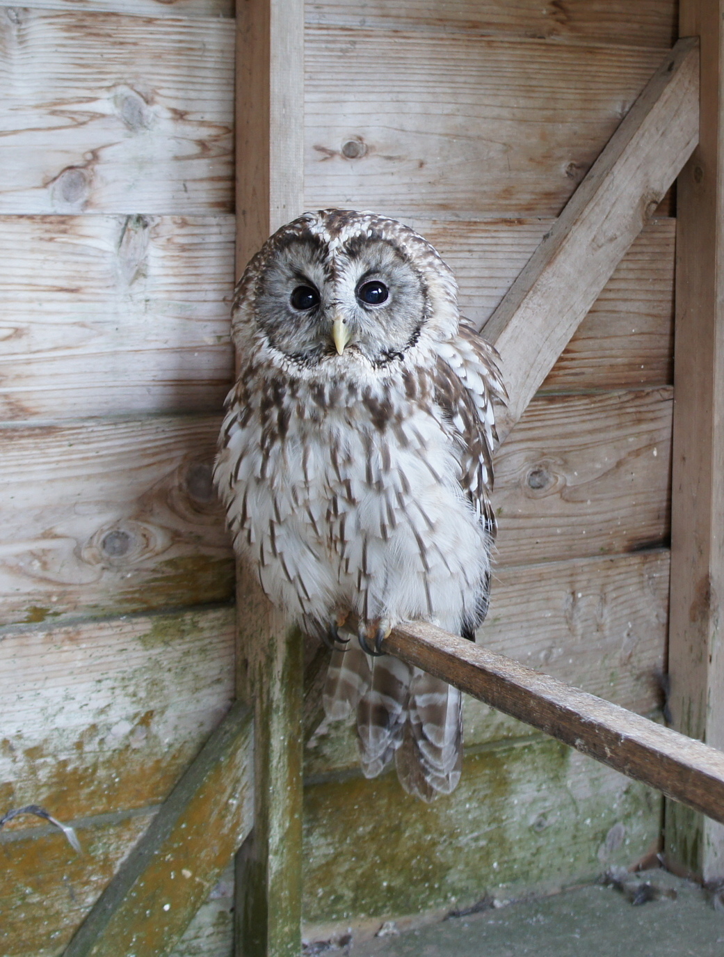 ������m�́u�G�L���v