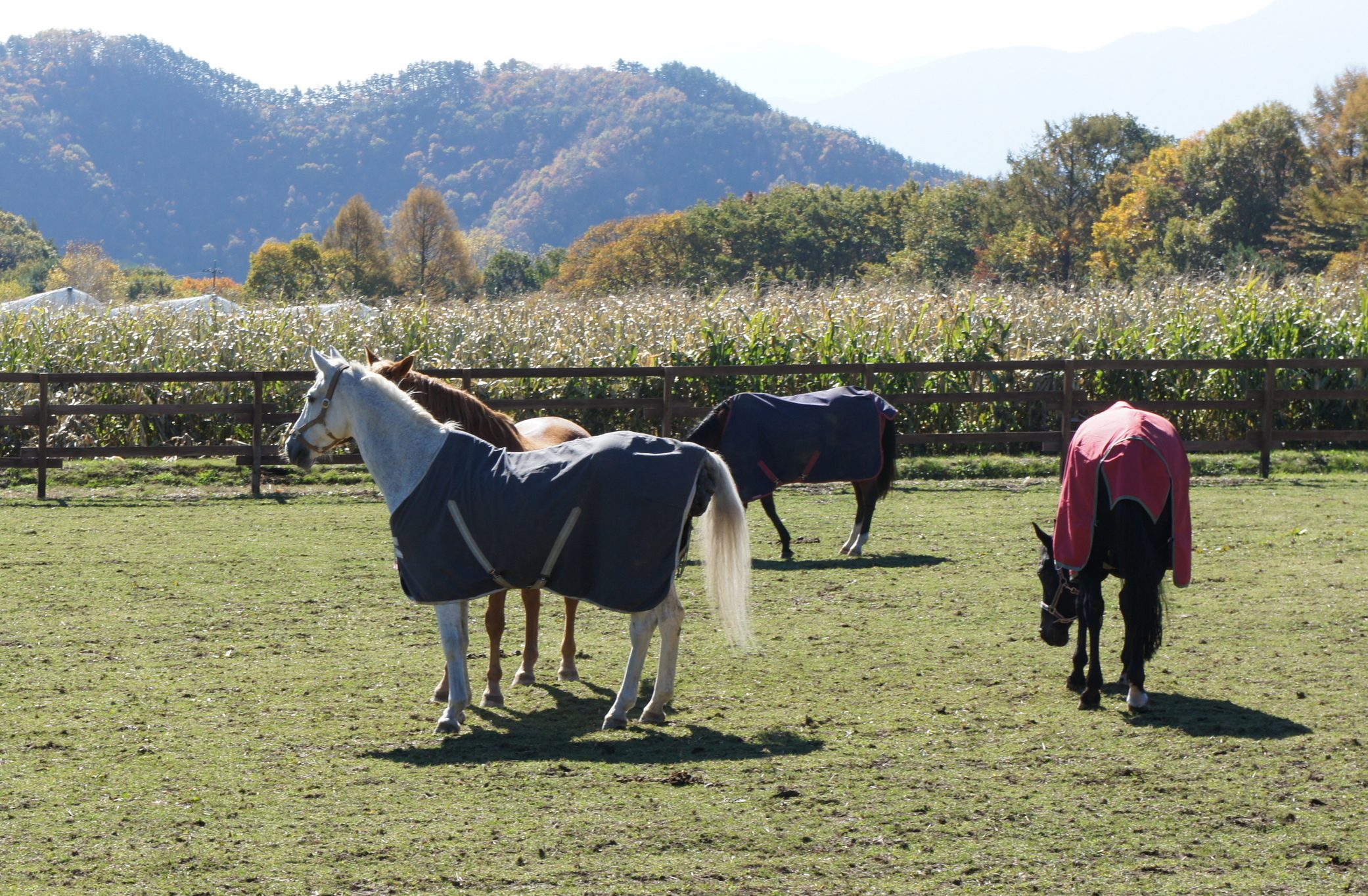 ������m�́u�G�L���v