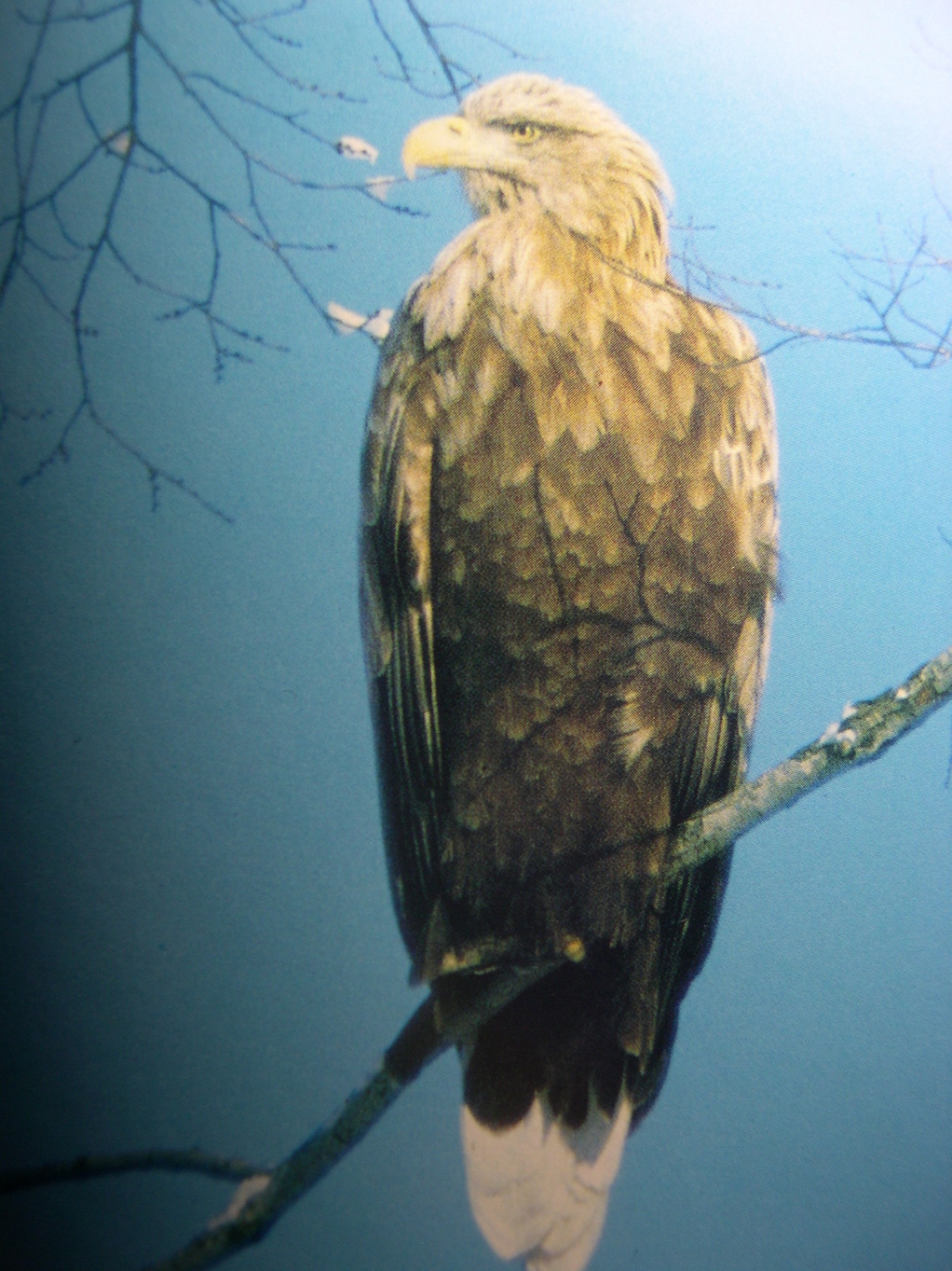 ������m�́u�G�L���v