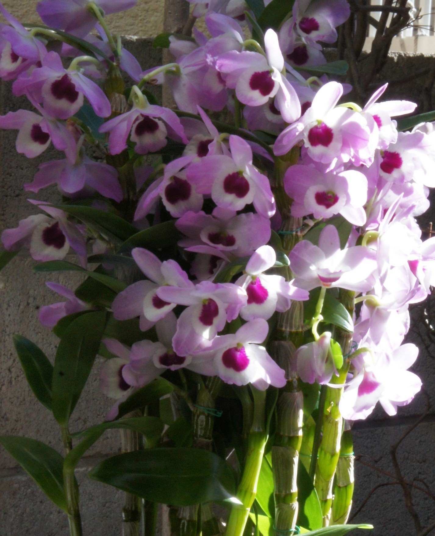 ������m�́u�G�L���v