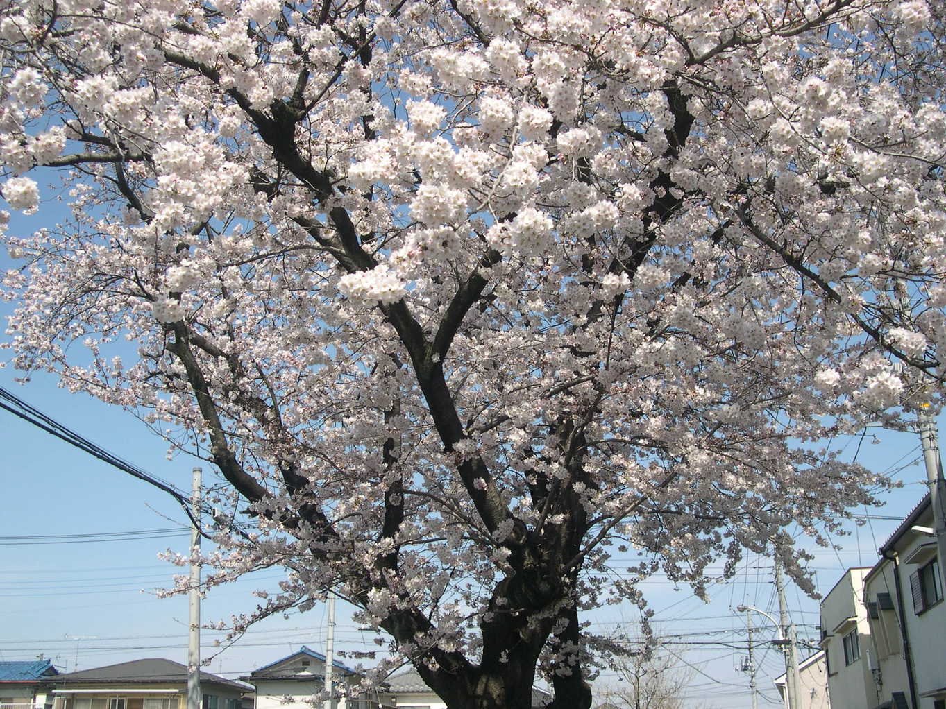 ������m�́u�G�L���v