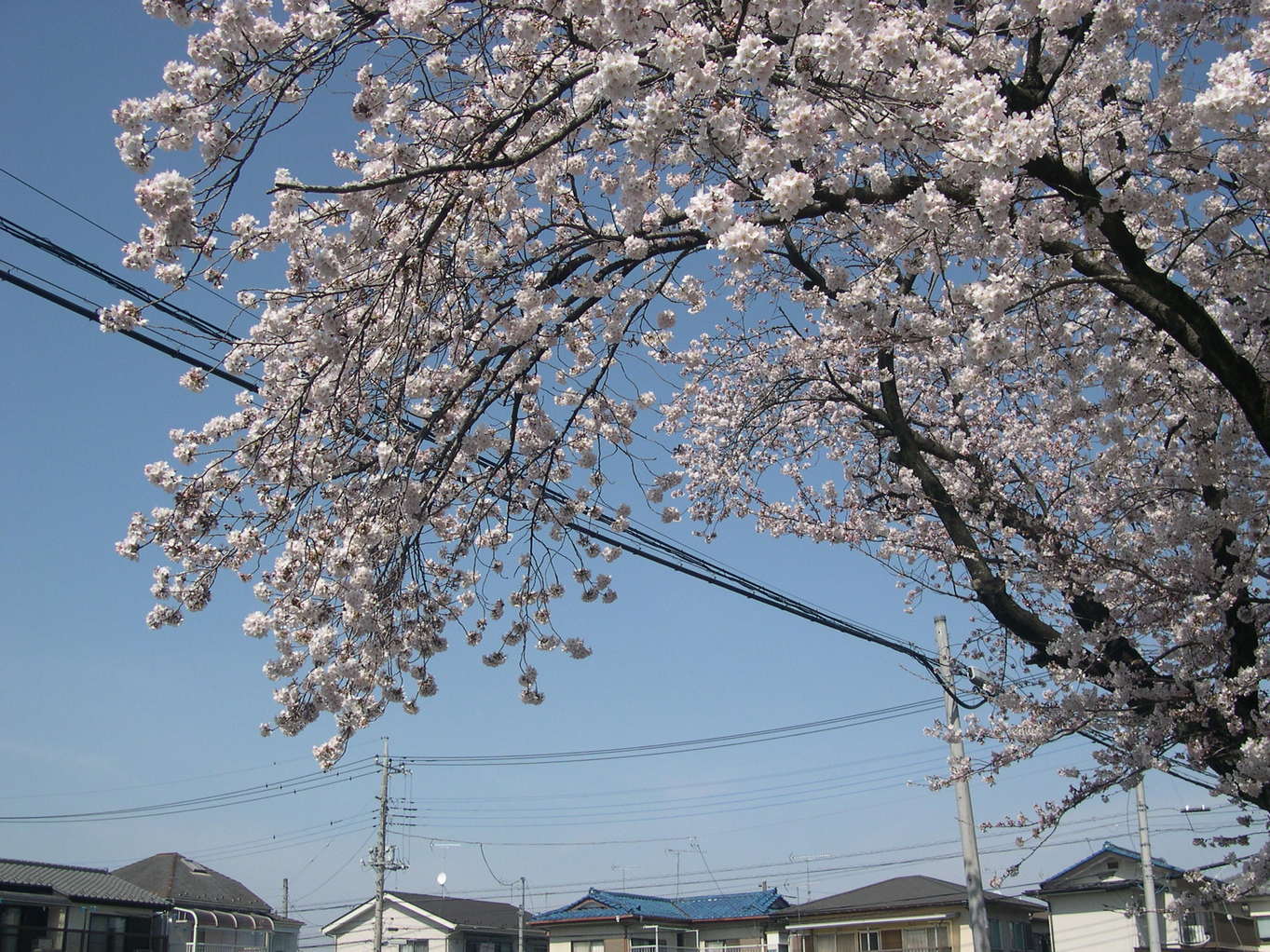 ������m�́u�G�L���v