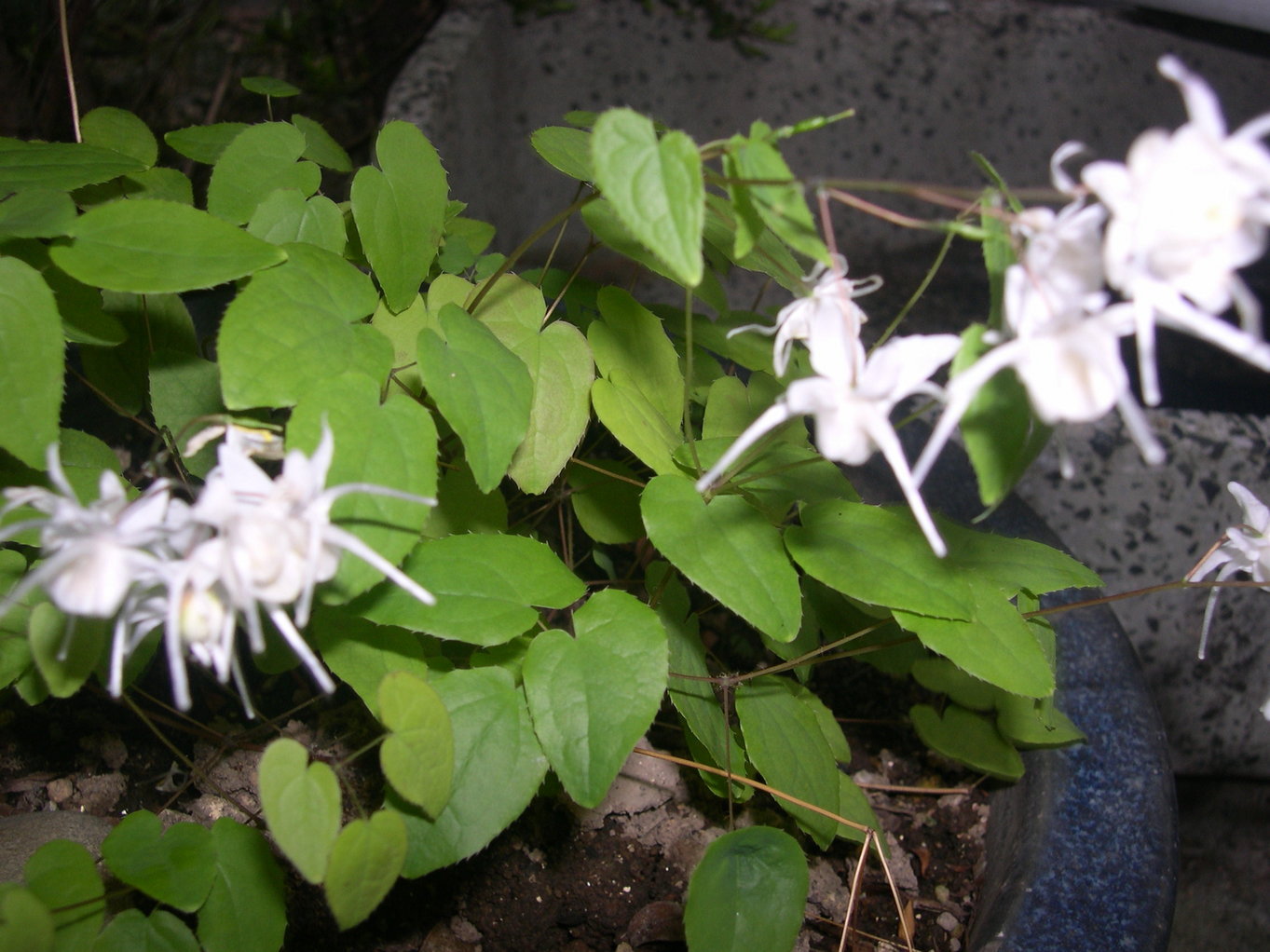 ������m�́u�G�L���v