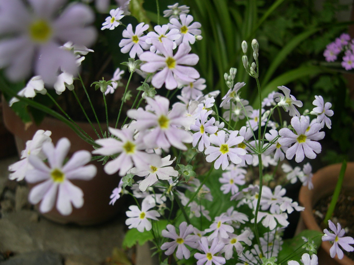 ������m�́u�G�L���v