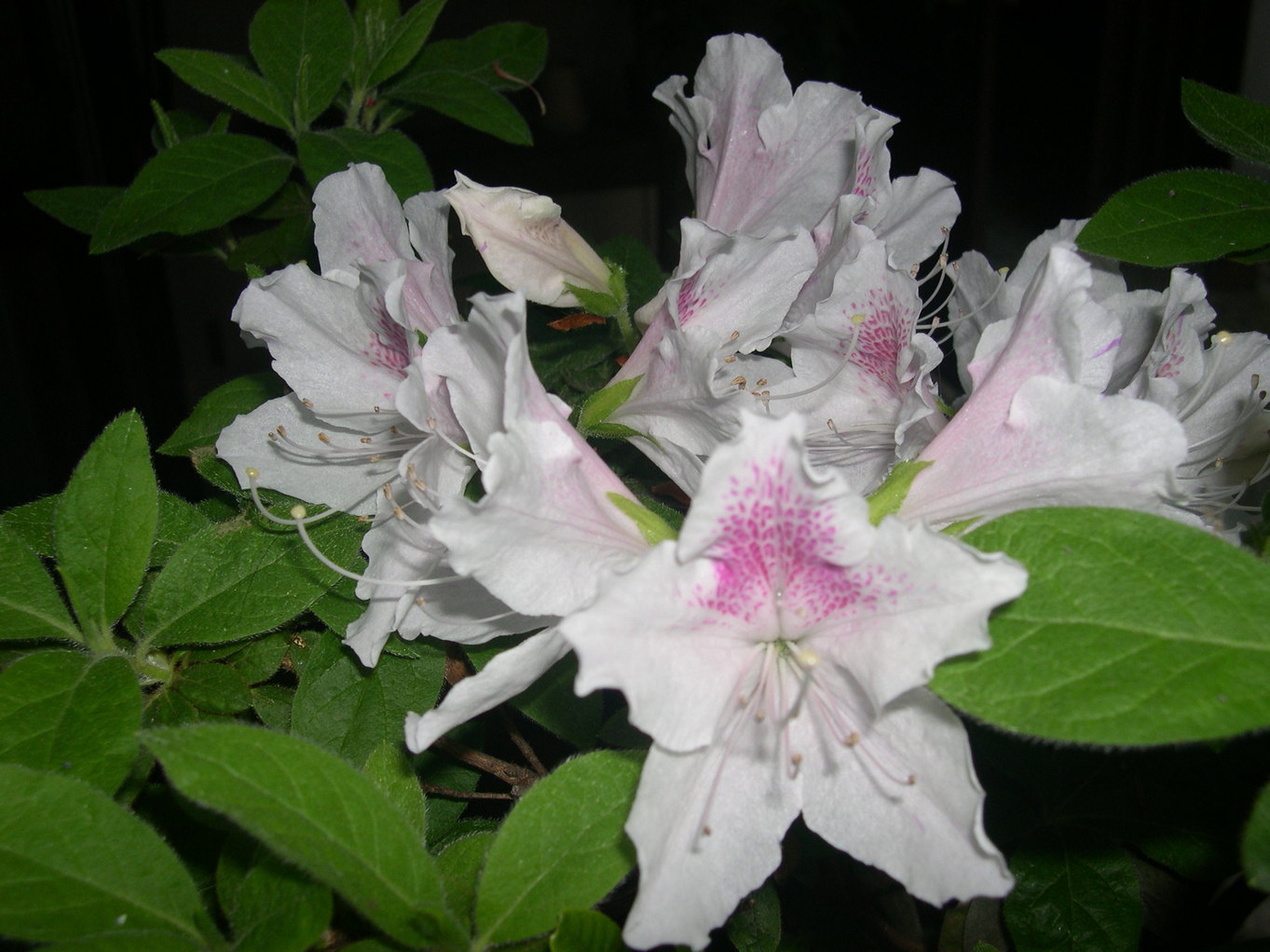 ������m�́u�G�L���v