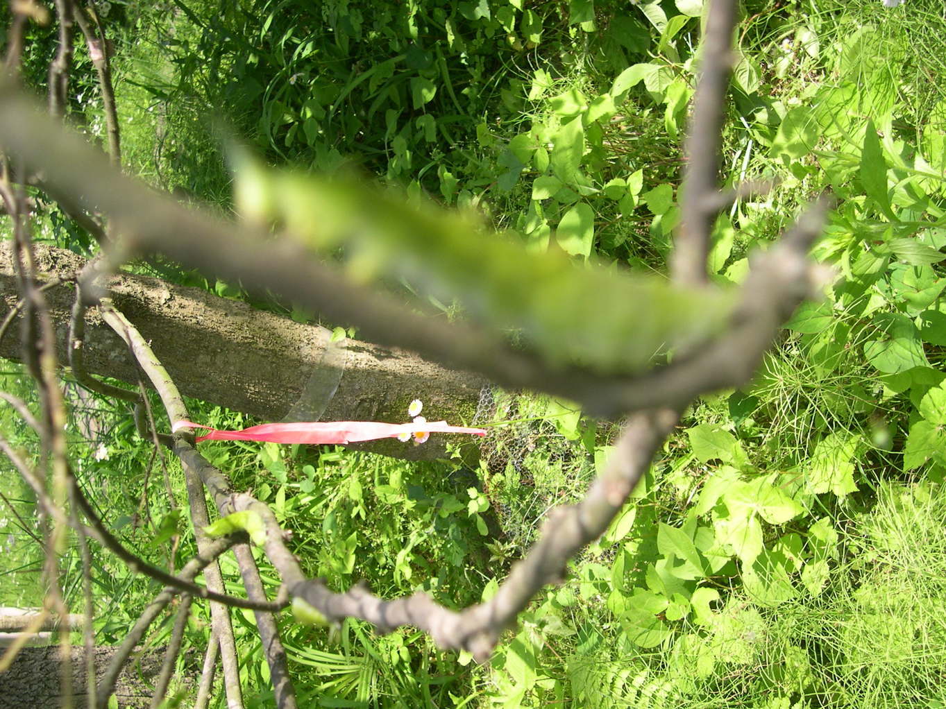 ������m�́u�G�L���v