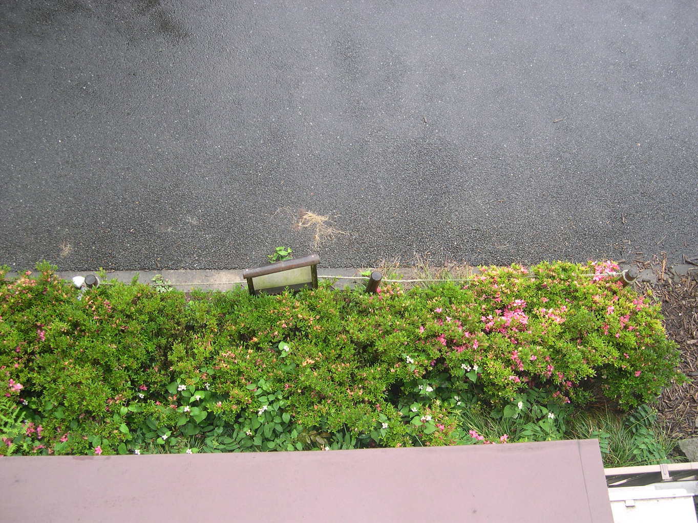 ������m�́u�G�L���v