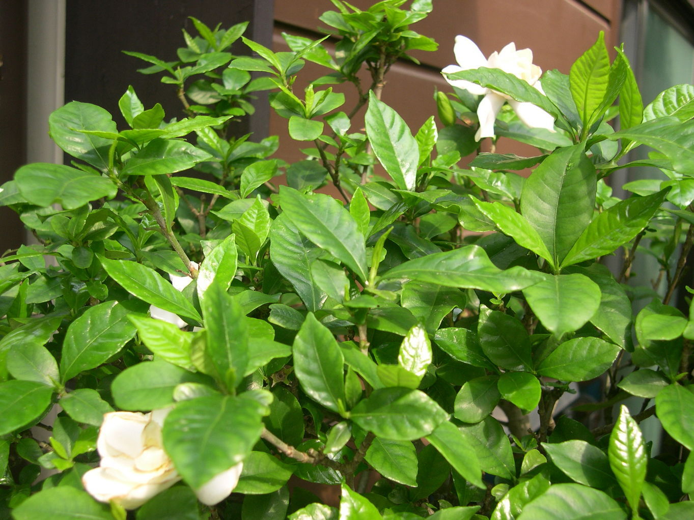 ������m�́u�G�L���v