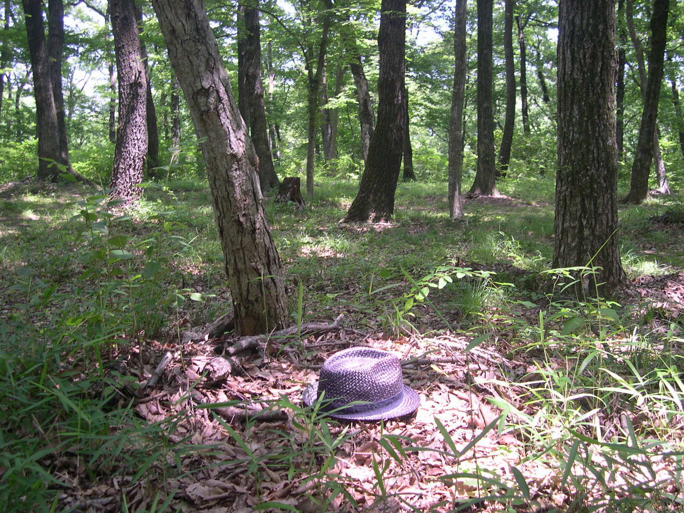 ������m�́u�G�L���v