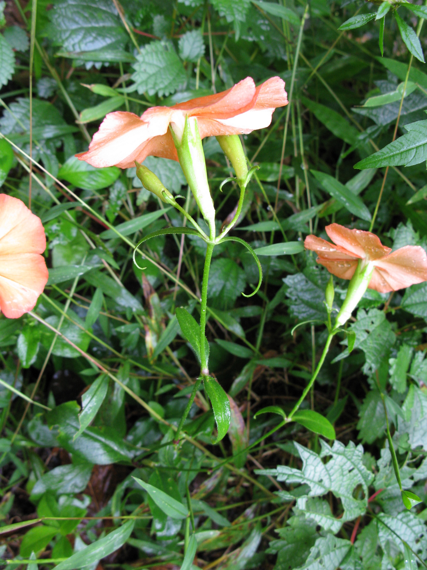 ������m�́u�G�L���v