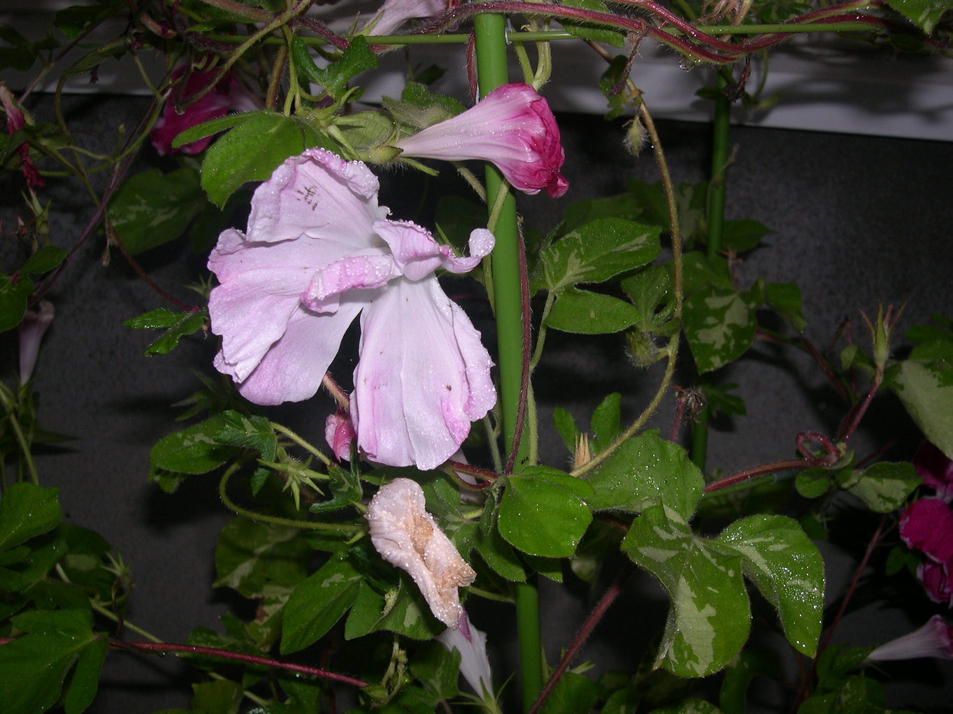 ������m�́u�G�L���v