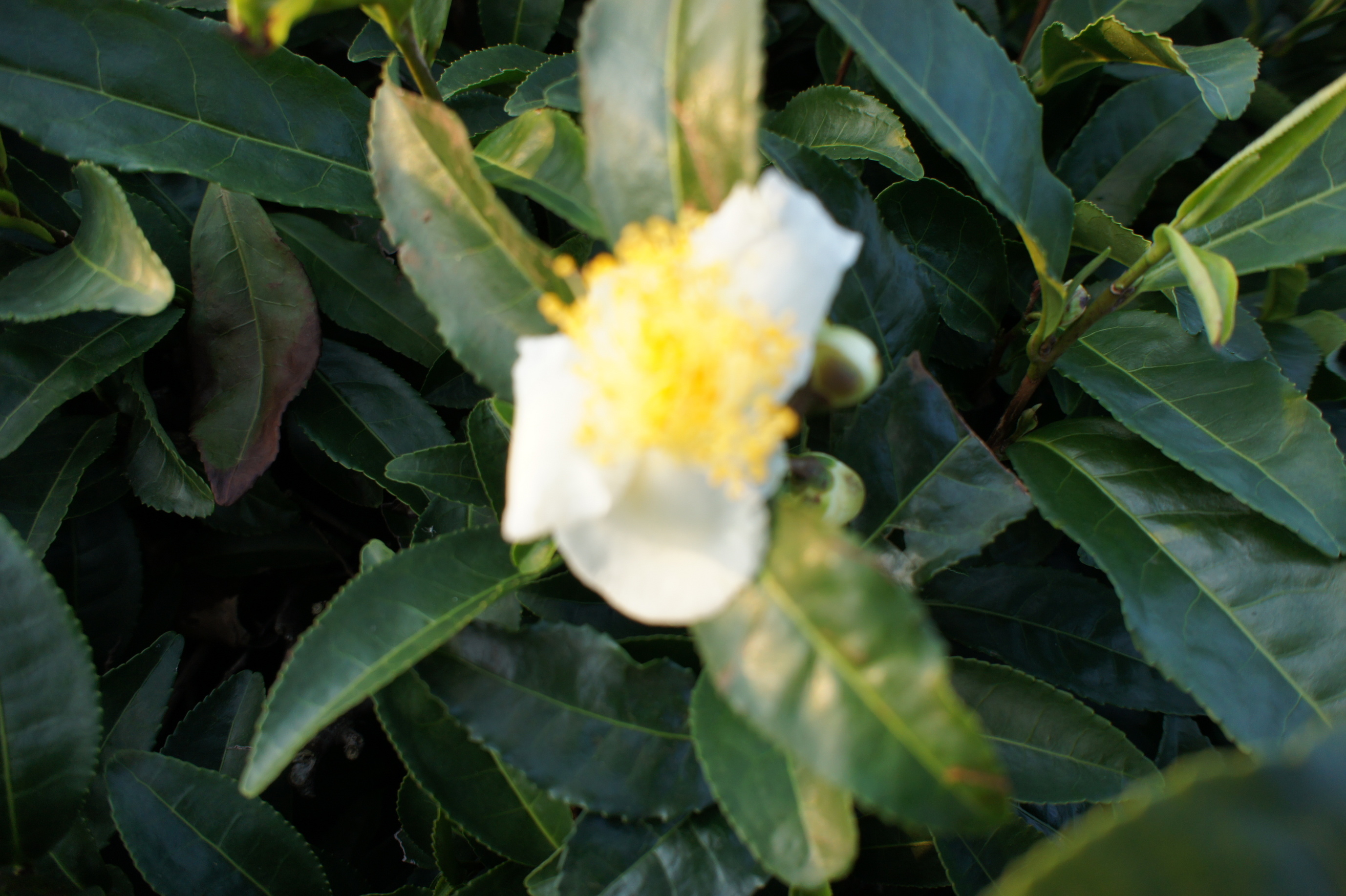 ������m�́u�G�L���v