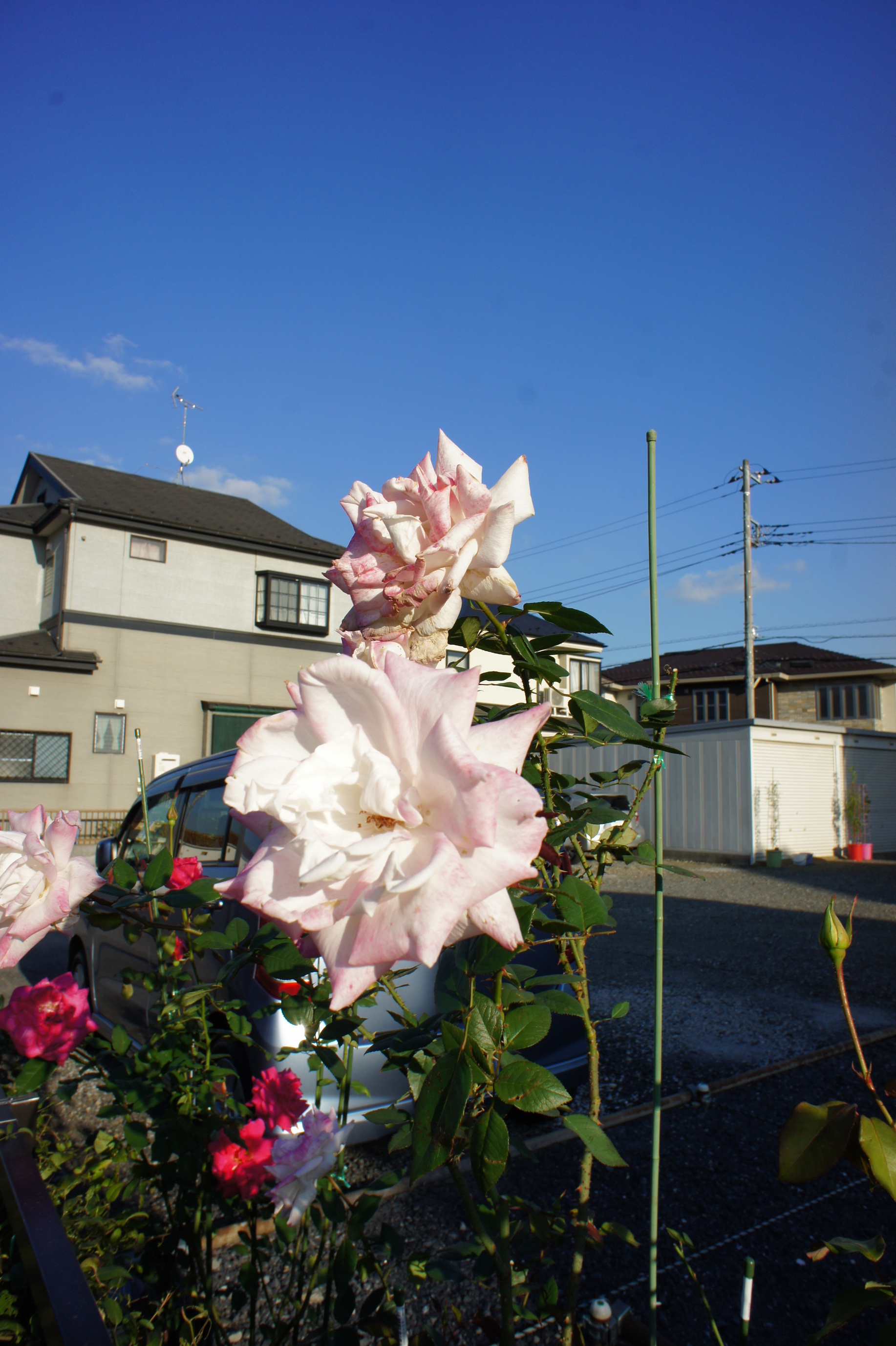 ������m�́u�G�L���v