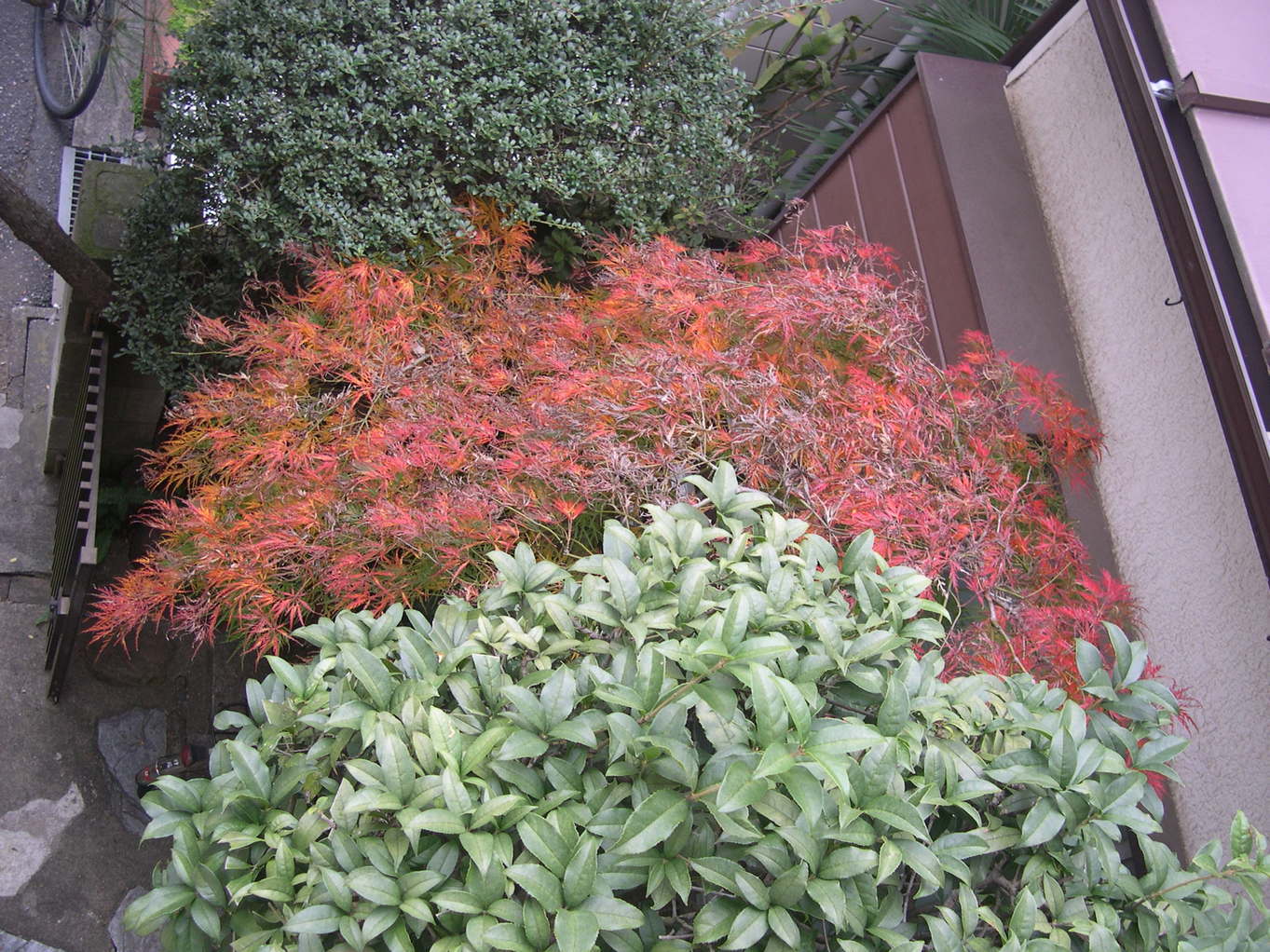 ������m�́u�G�L���v