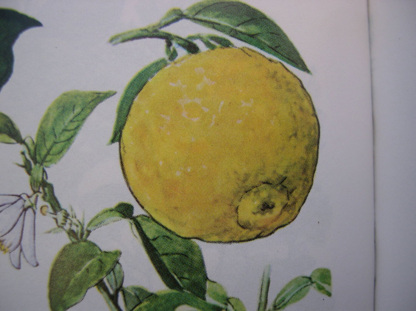 ������m�́u�G�L���v