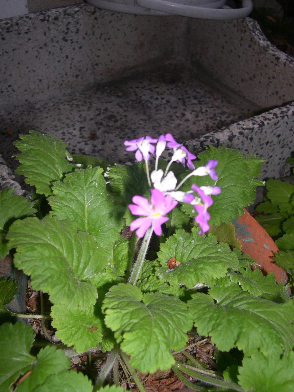 ������m�́u�G�L���v