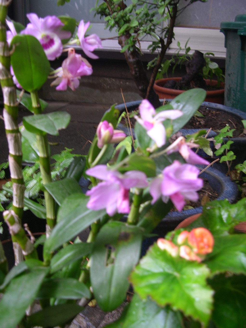 ������m�́u�G�L���v