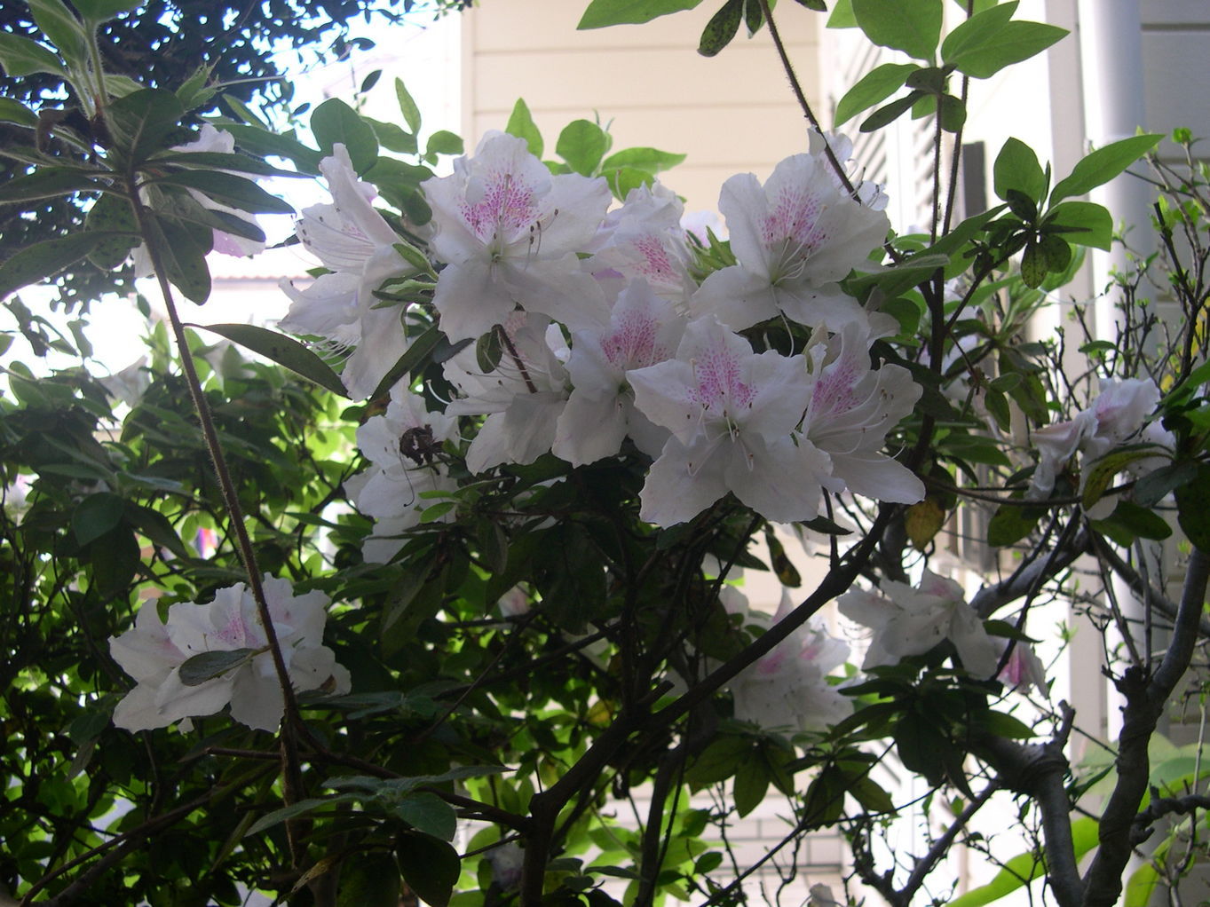 ������m�́u�G�L���v